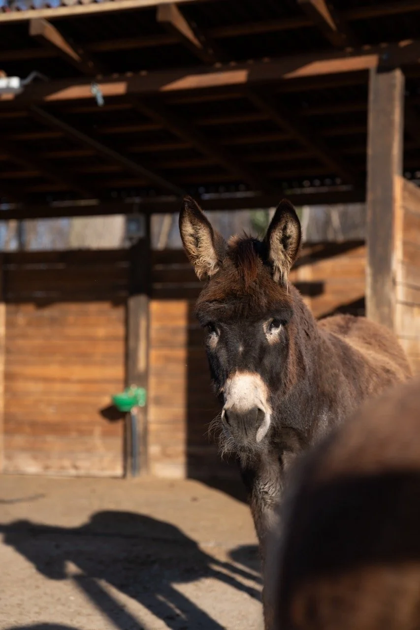 DSC06340 - dimensioni grandi.jpeg