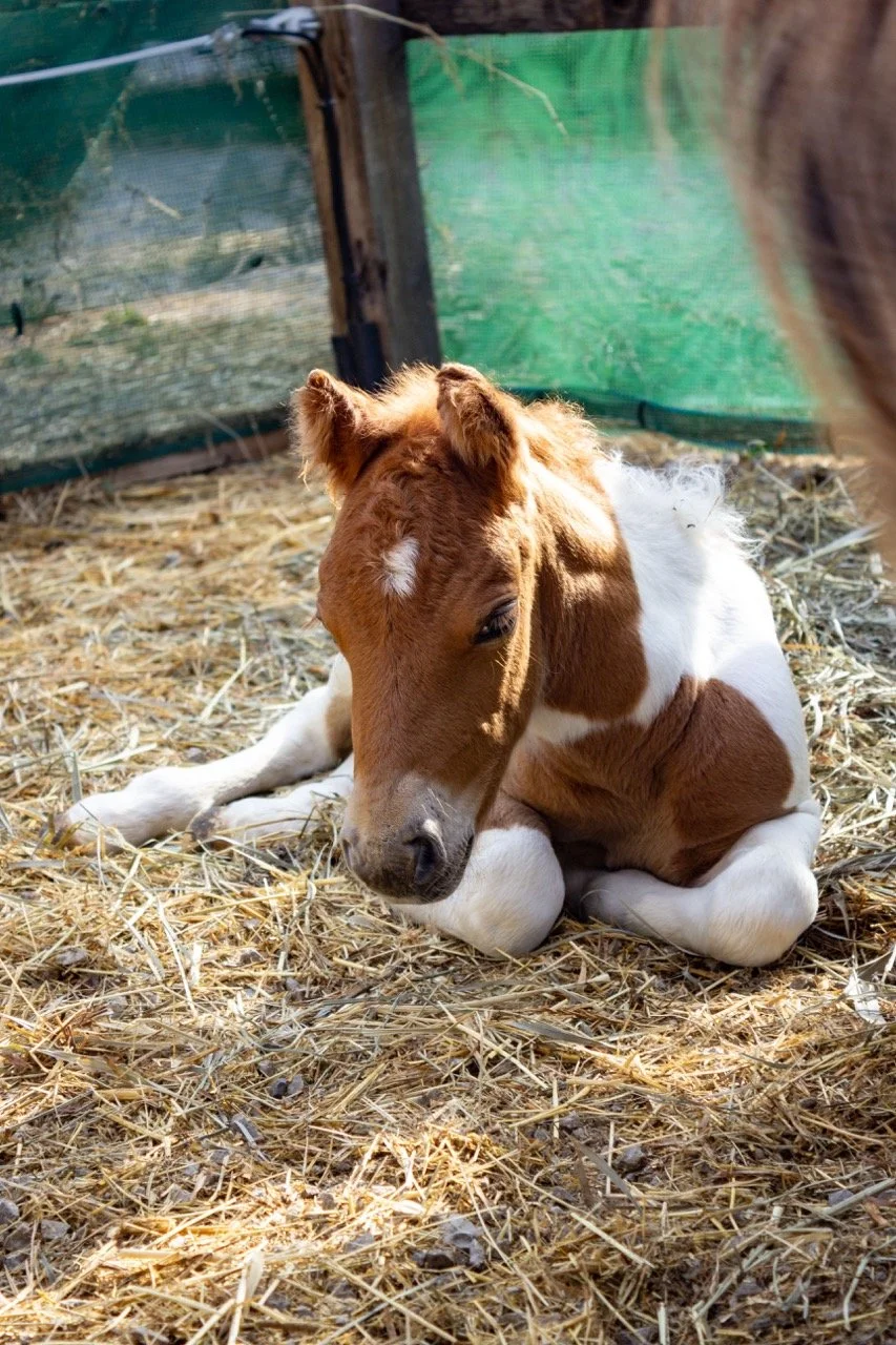 IMG_8966 - dimensioni grandi.jpeg