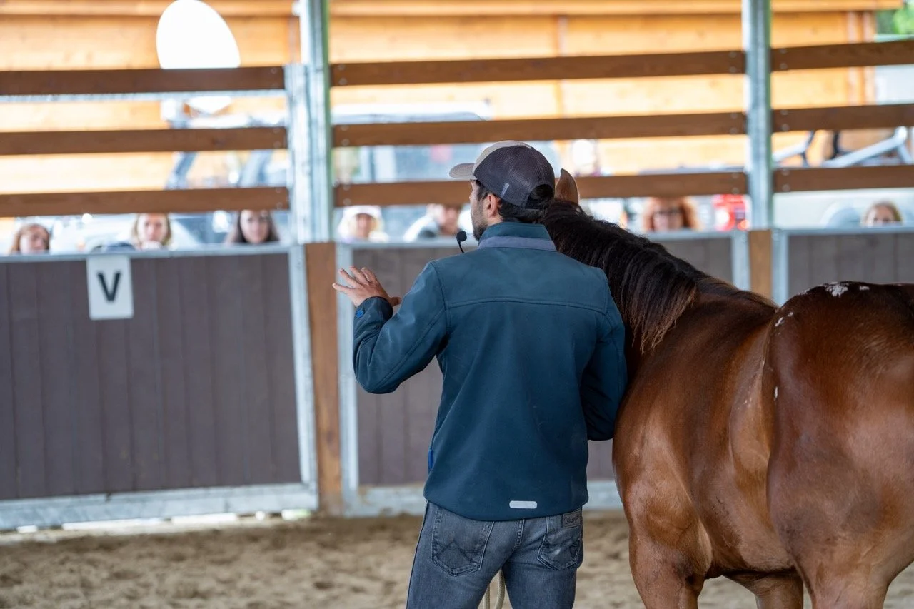 DSC06863 - dimensioni grandi.jpeg
