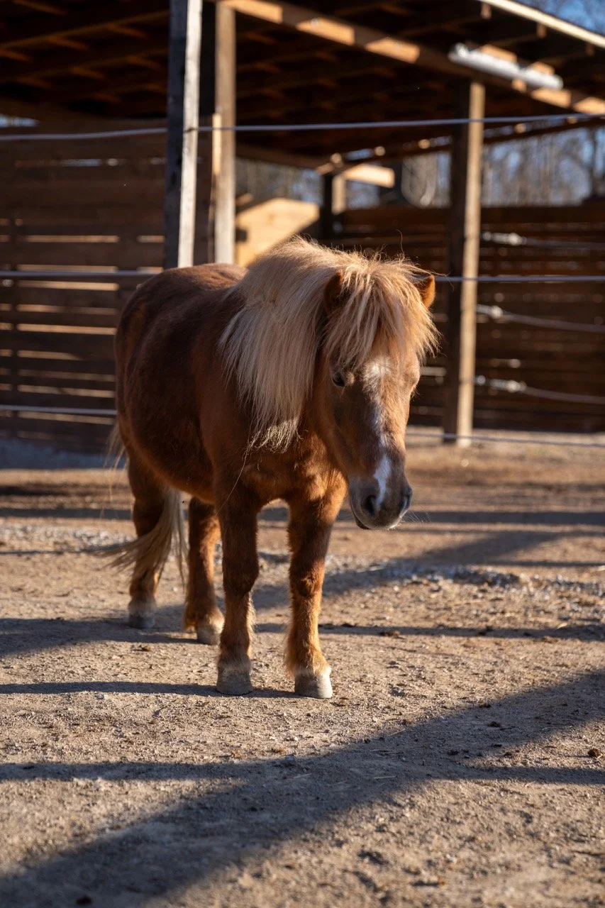 DSC06357 - dimensioni grandi.jpeg