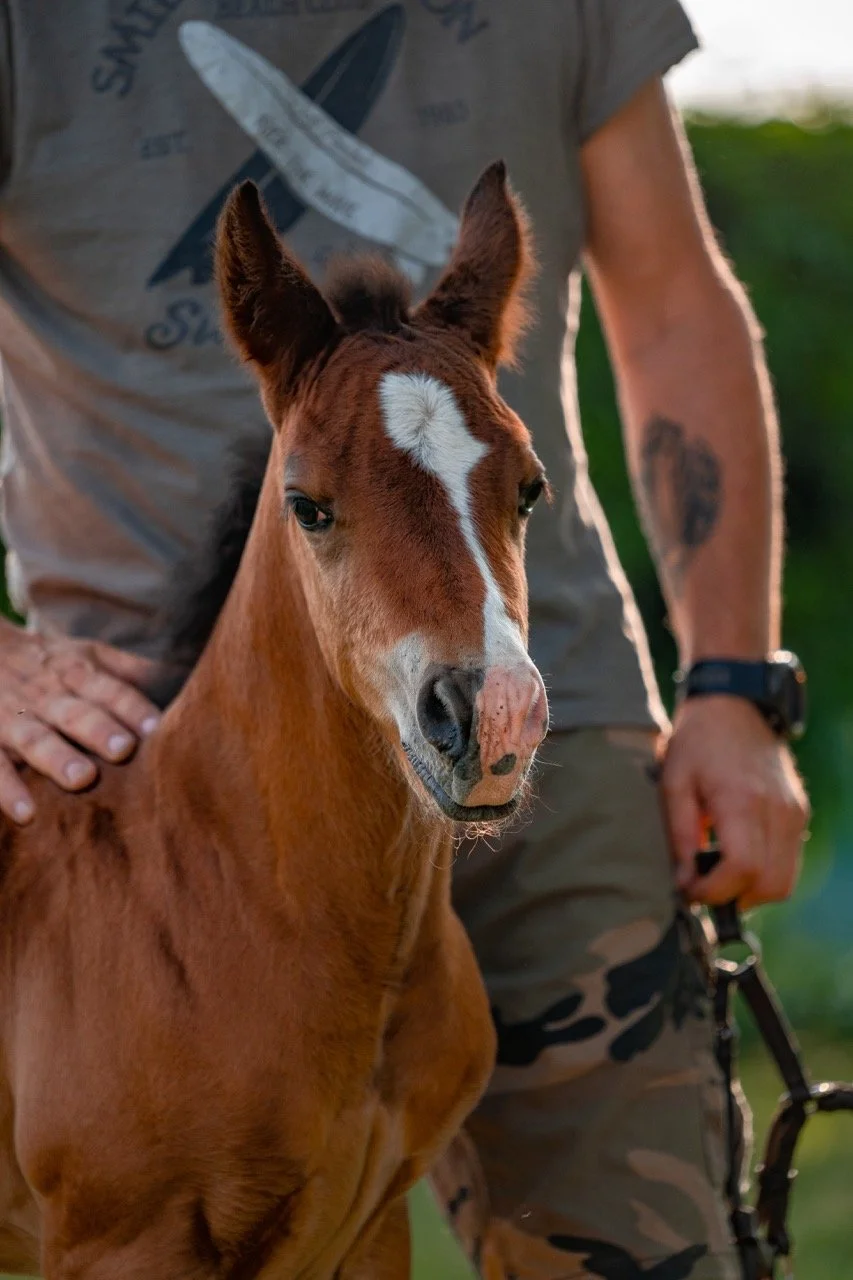 1.1 - dimensioni grandi.jpeg