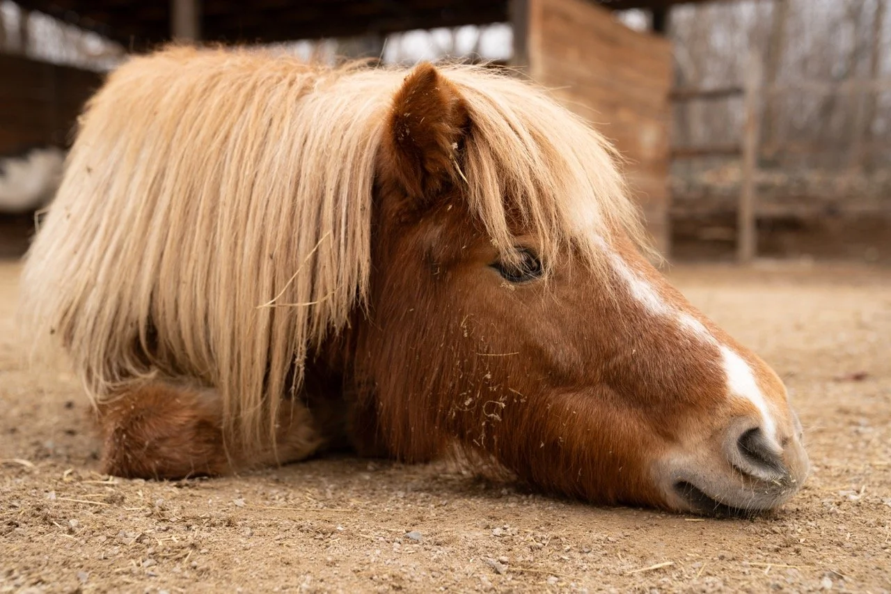 DSC05267 - dimensioni grandi.jpeg