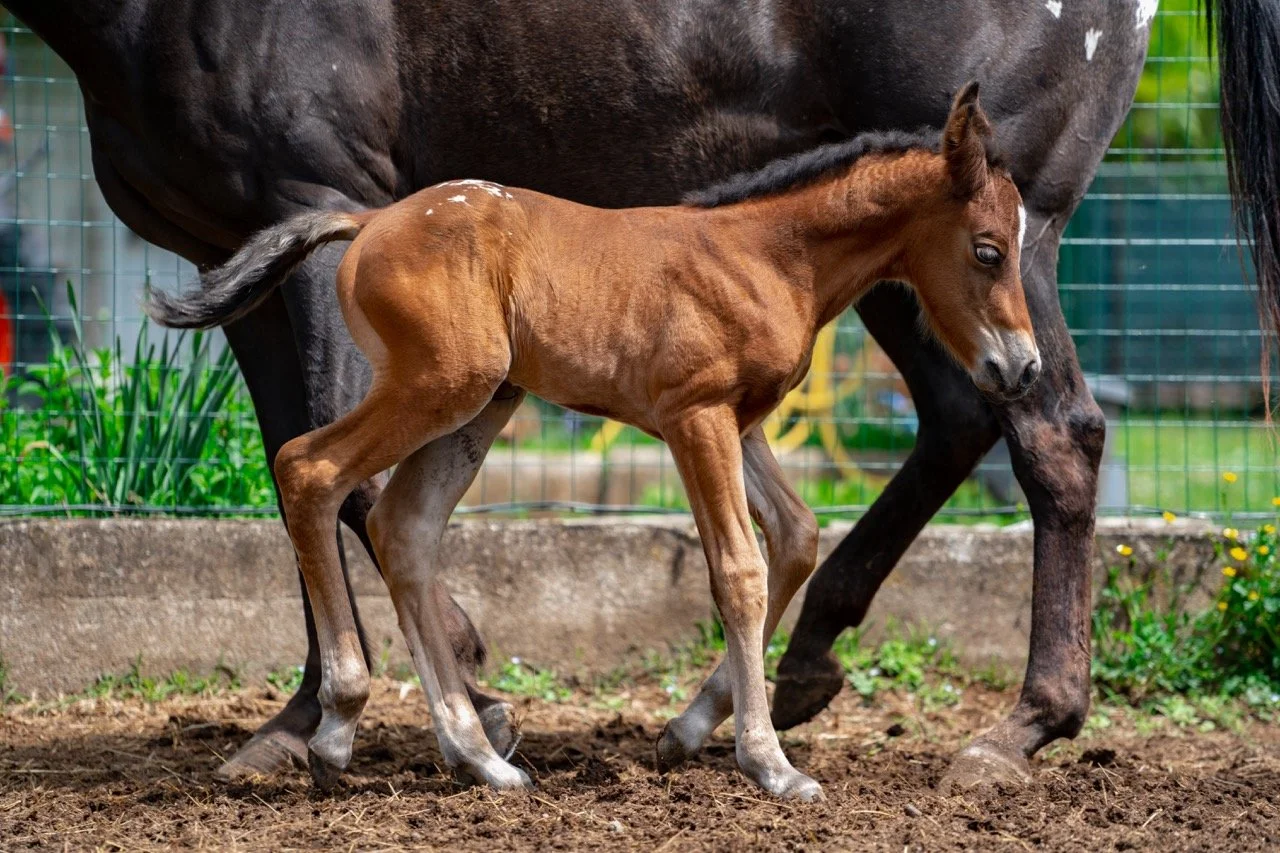 2.1 - dimensioni grandi.jpeg