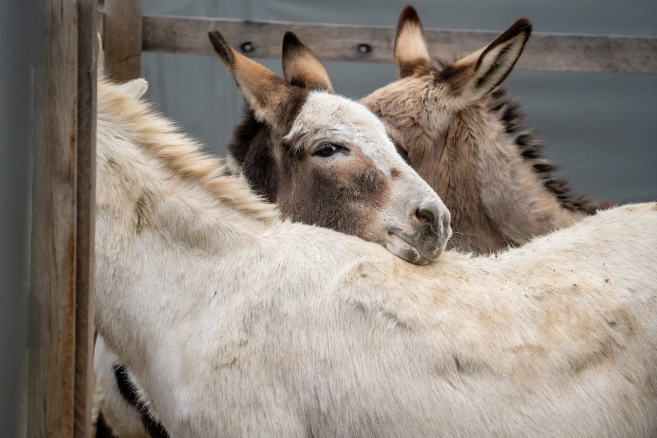 DSC05188 - dimensioni grandi.jpeg