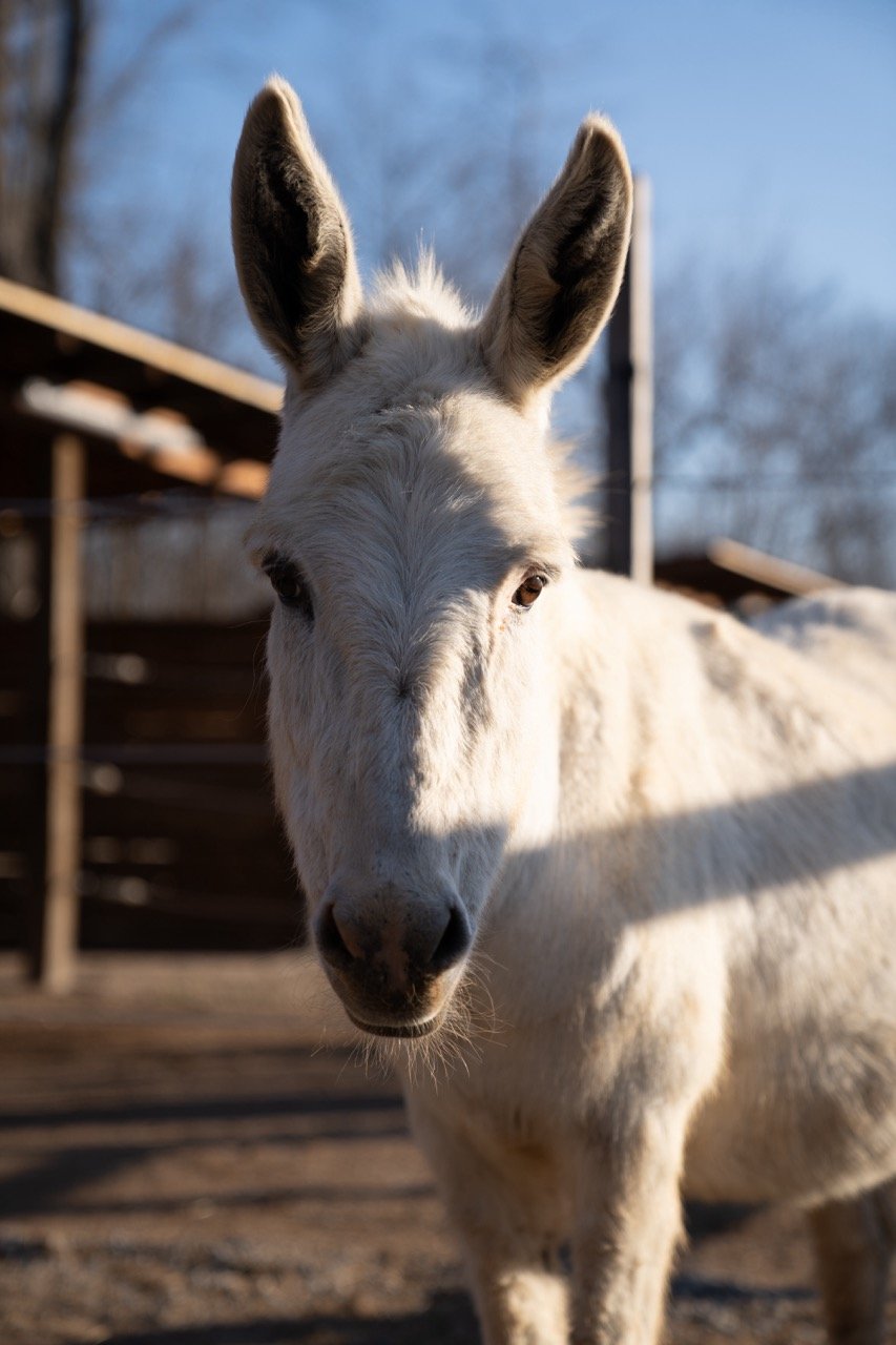 DSC06354 - dimensioni grandi.jpeg