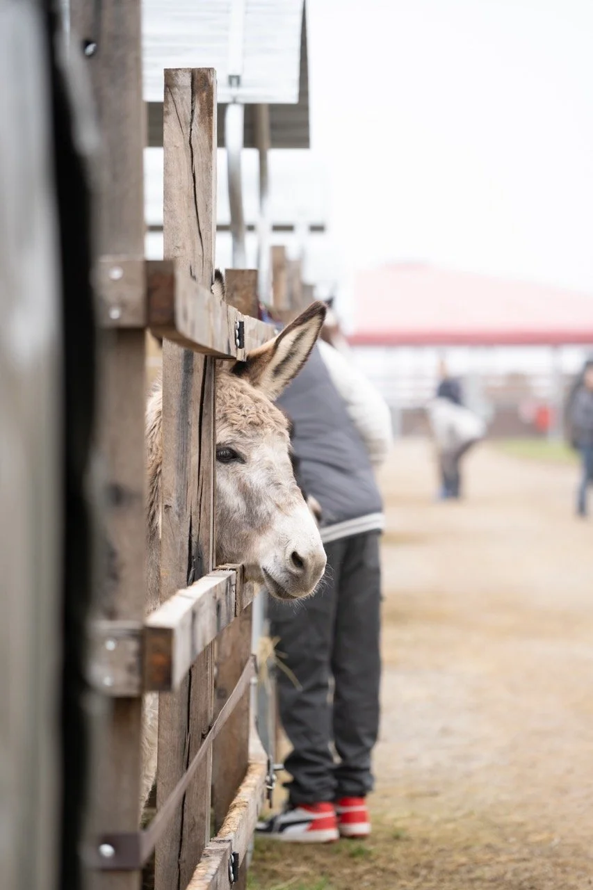 DSC04758 - dimensioni grandi.jpeg