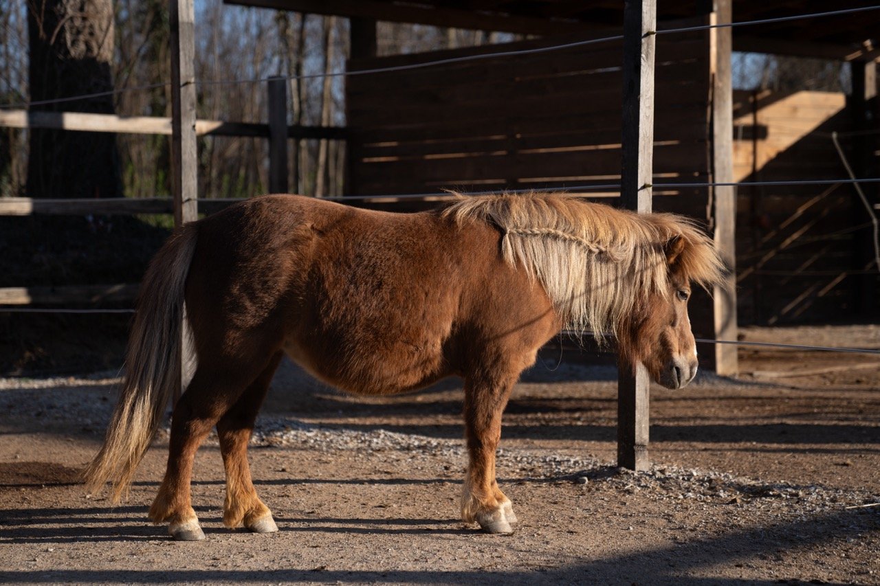 DSC06348 - dimensioni grandi.jpeg