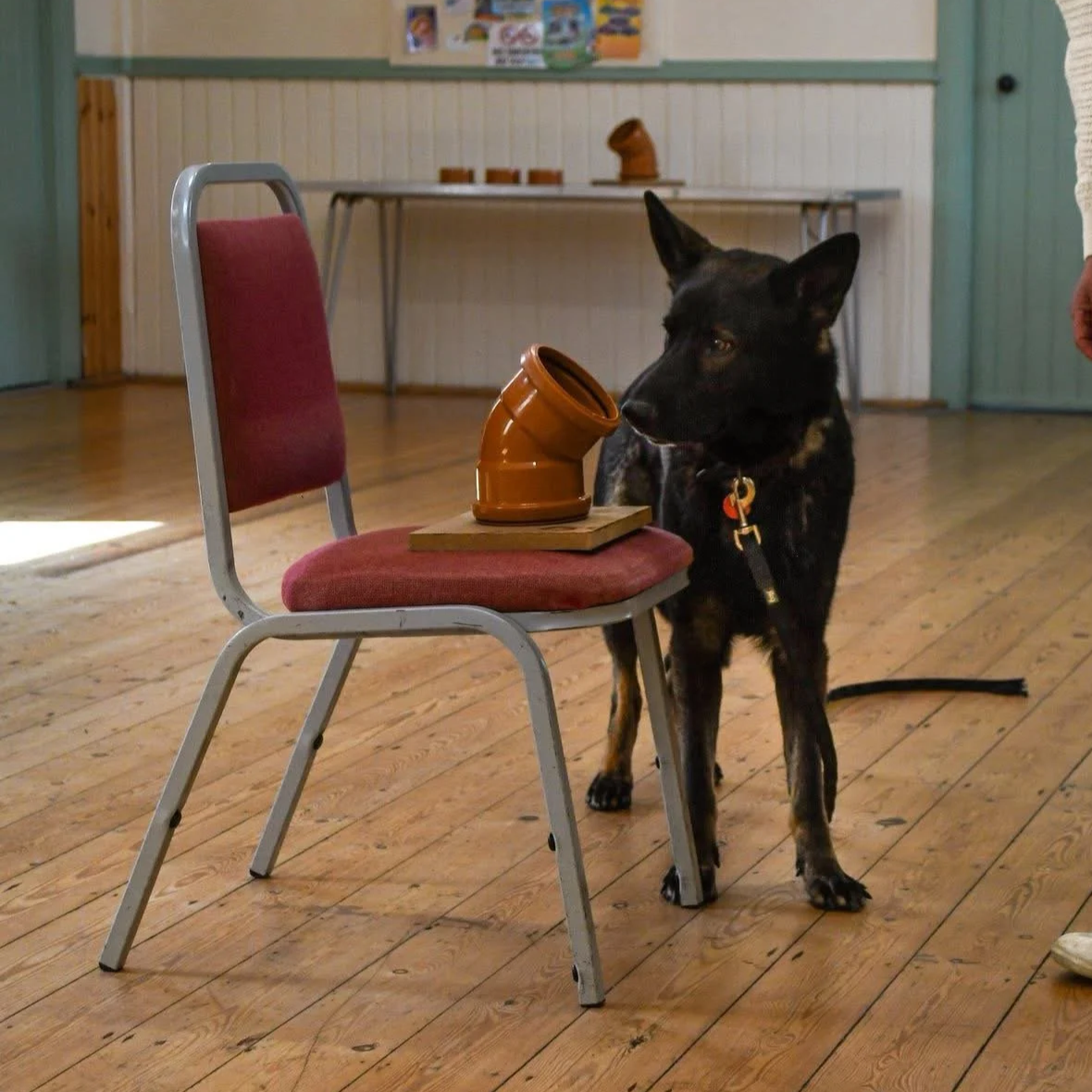 Scentwork Class - 9 February