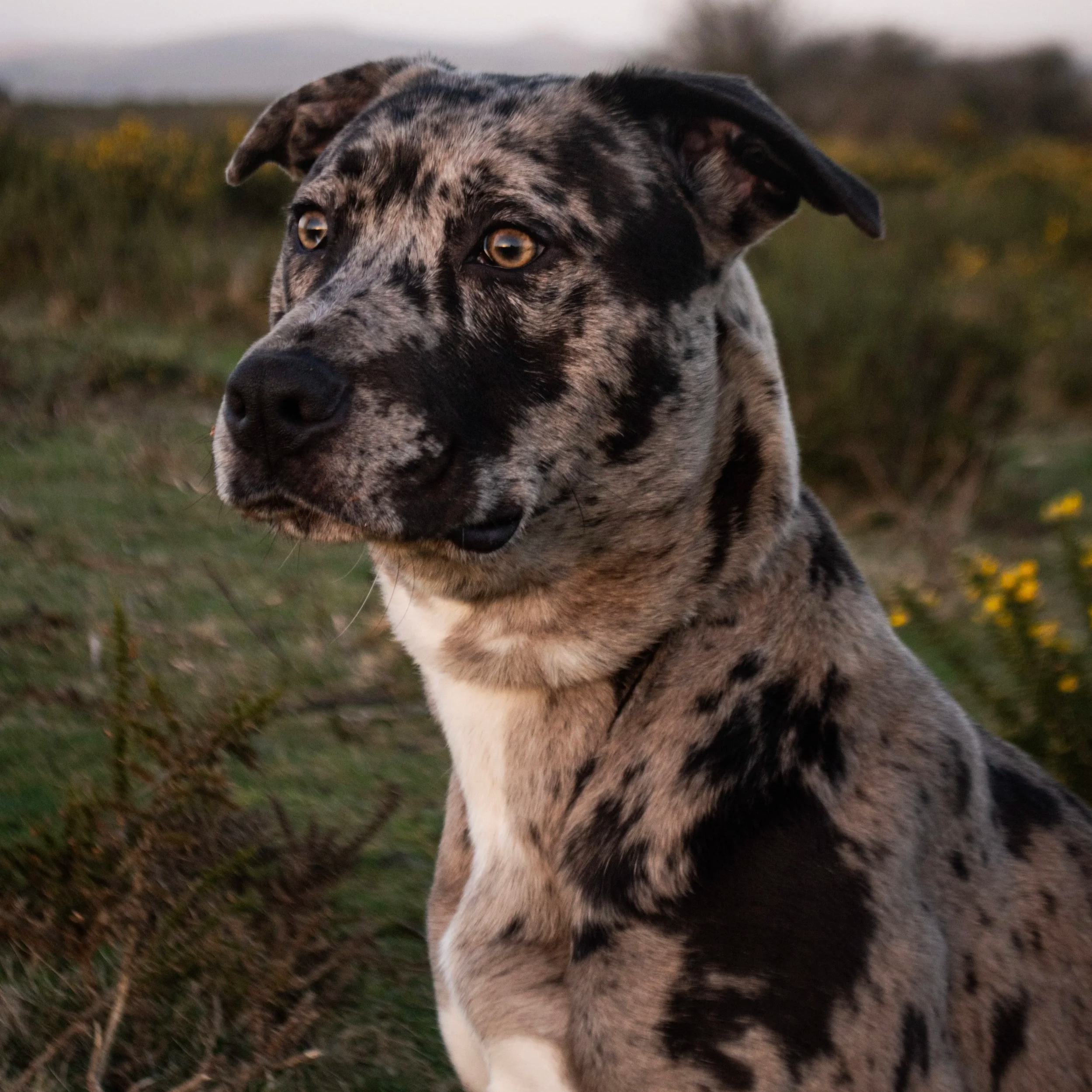 K9 Commando's First Foster: Maverick