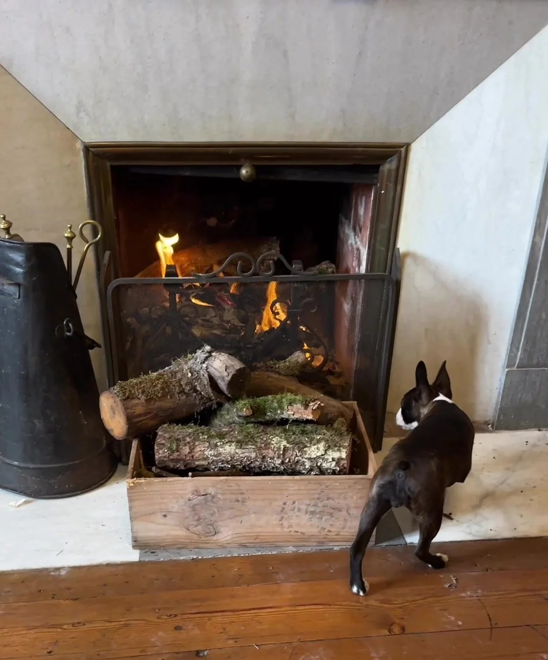 Lulu by the fire at Château de Borie