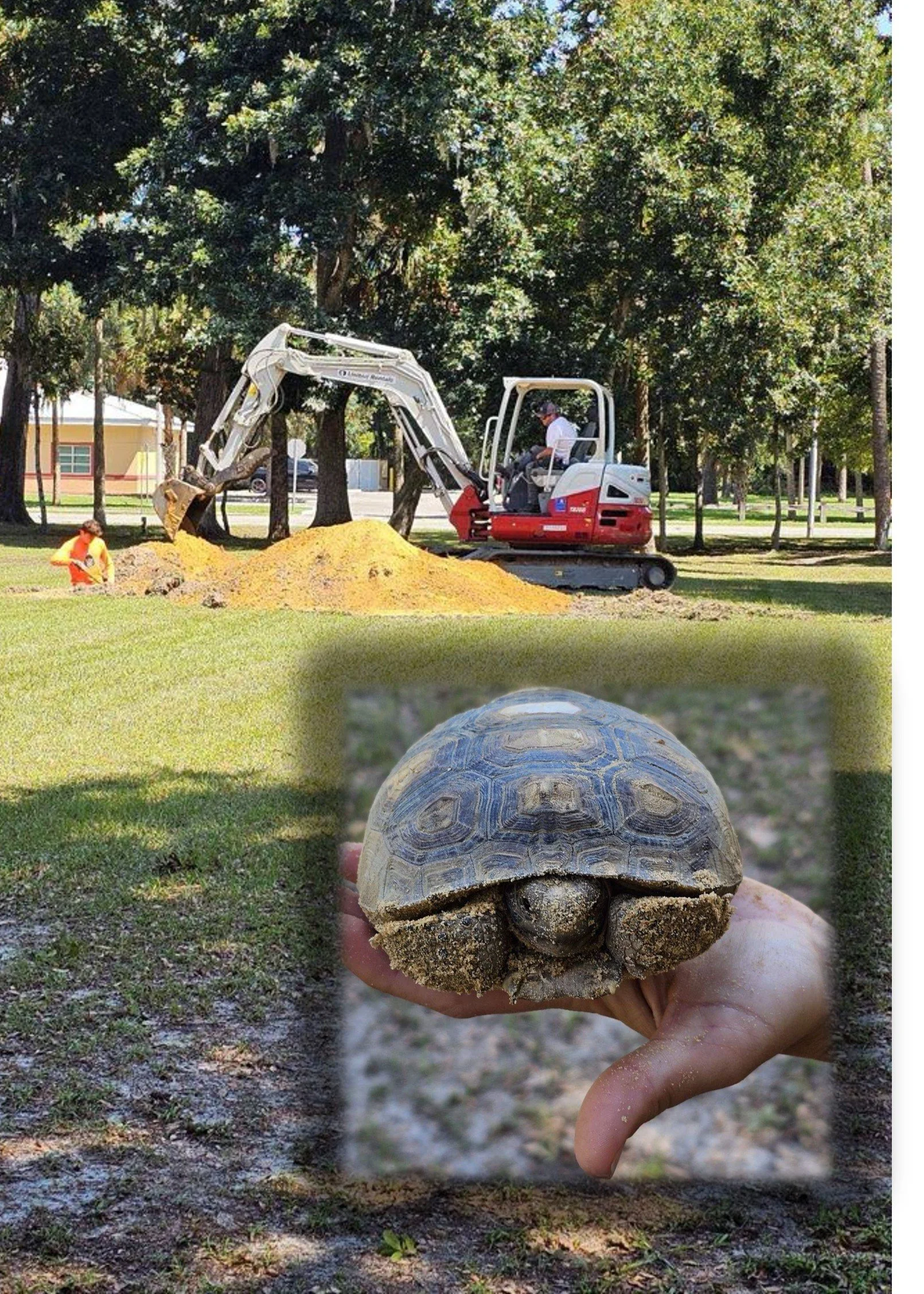 turtle and digger.jpg