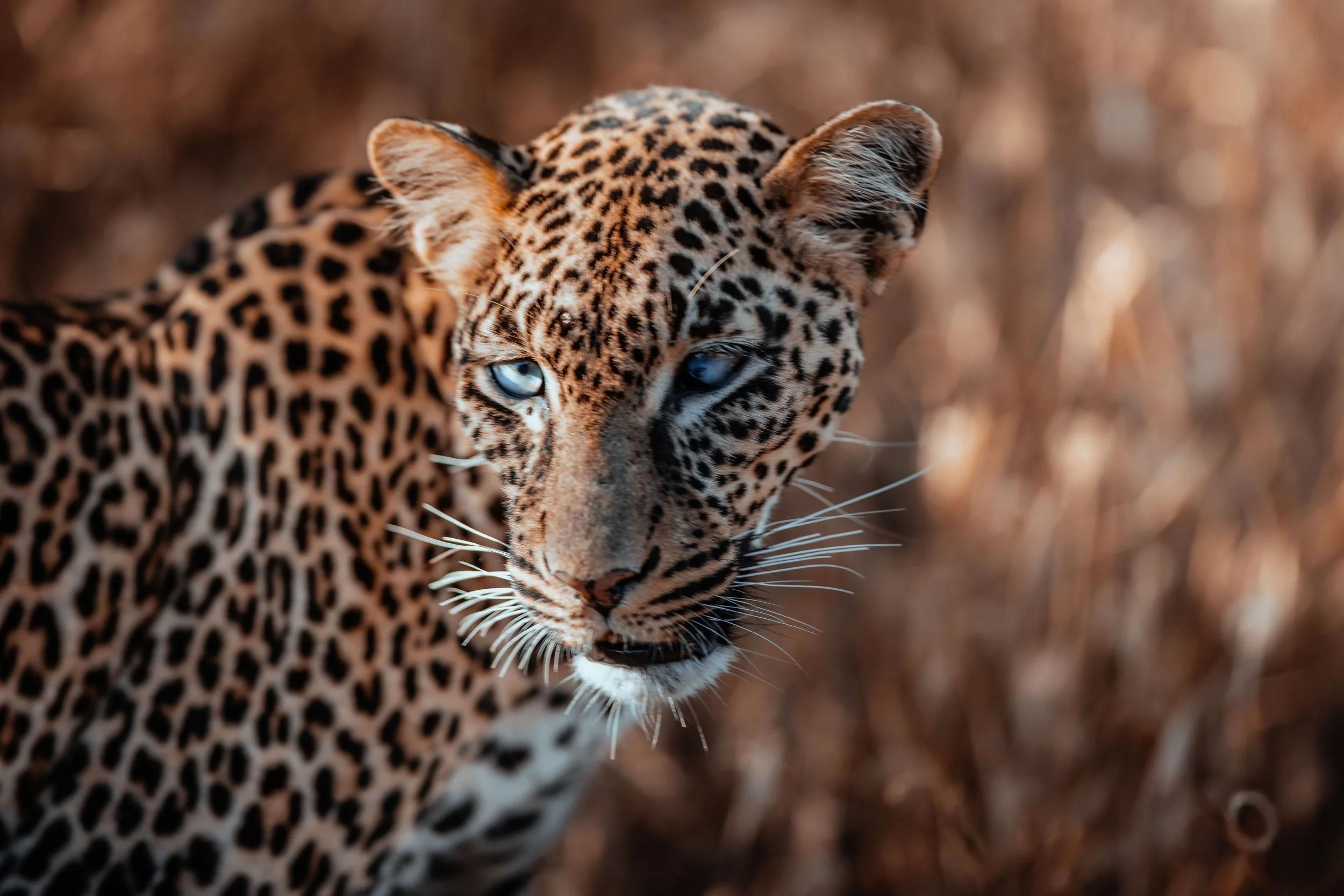 Kanzi_tofenpics-33.jpg