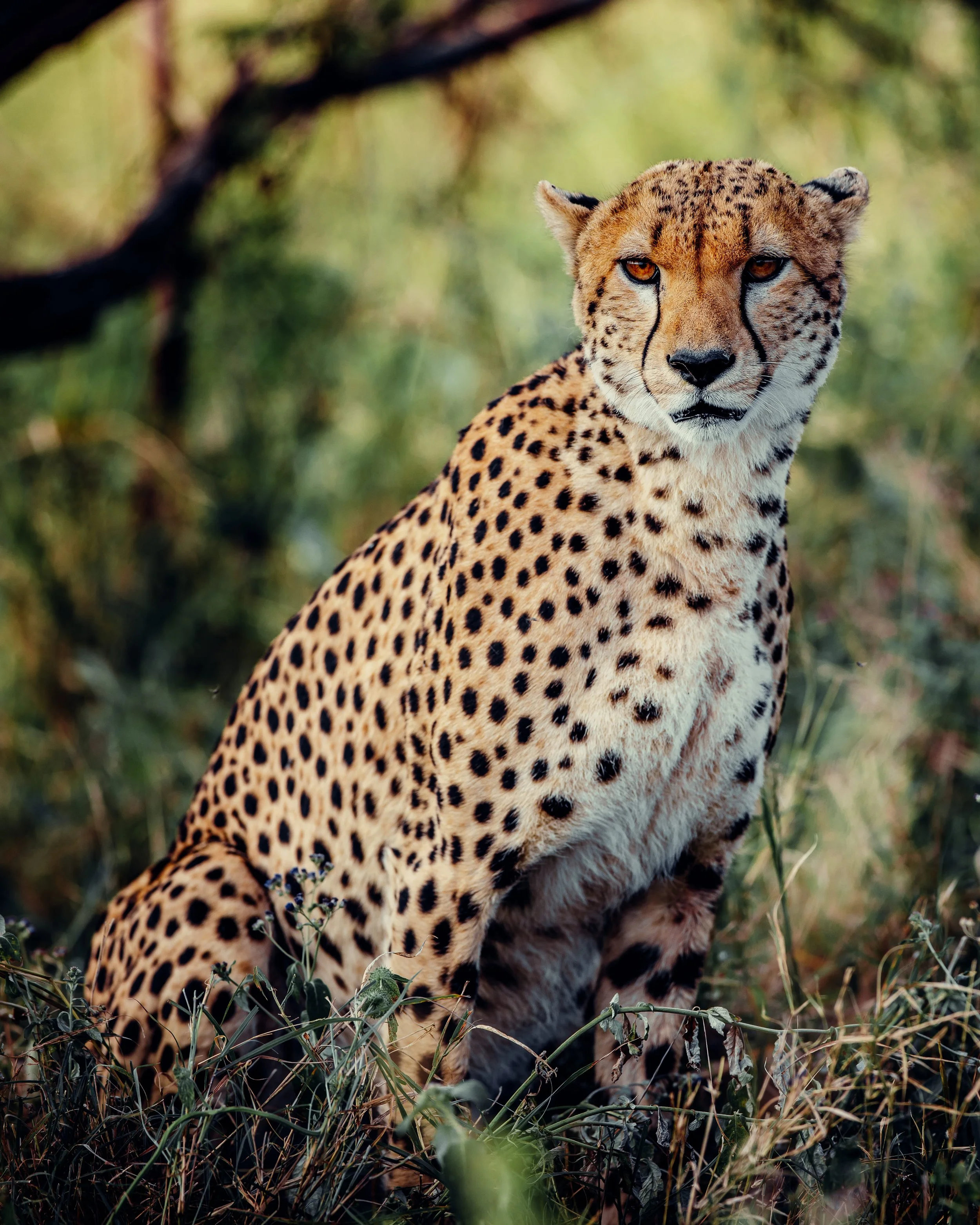 Nyumbu_TomFahndrich-39.jpg