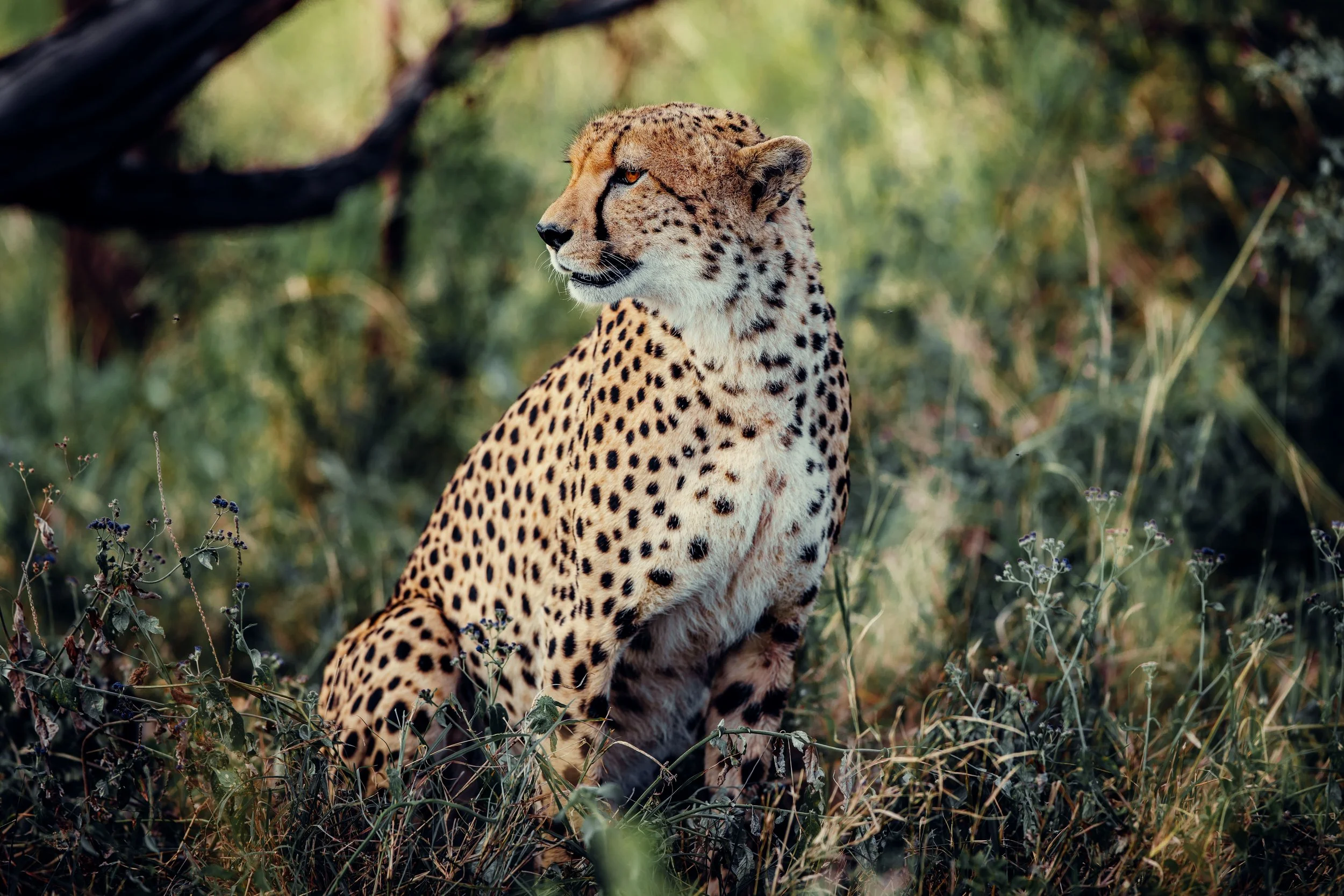 Nyumbu_TomFahndrich-40.jpg