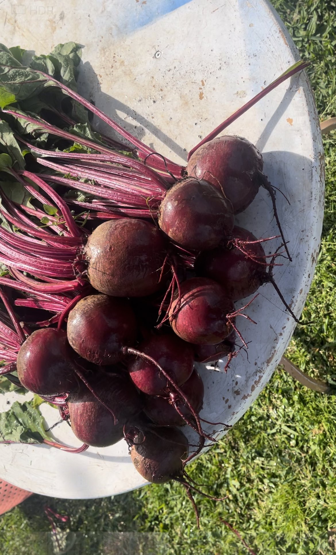 Purple Beets