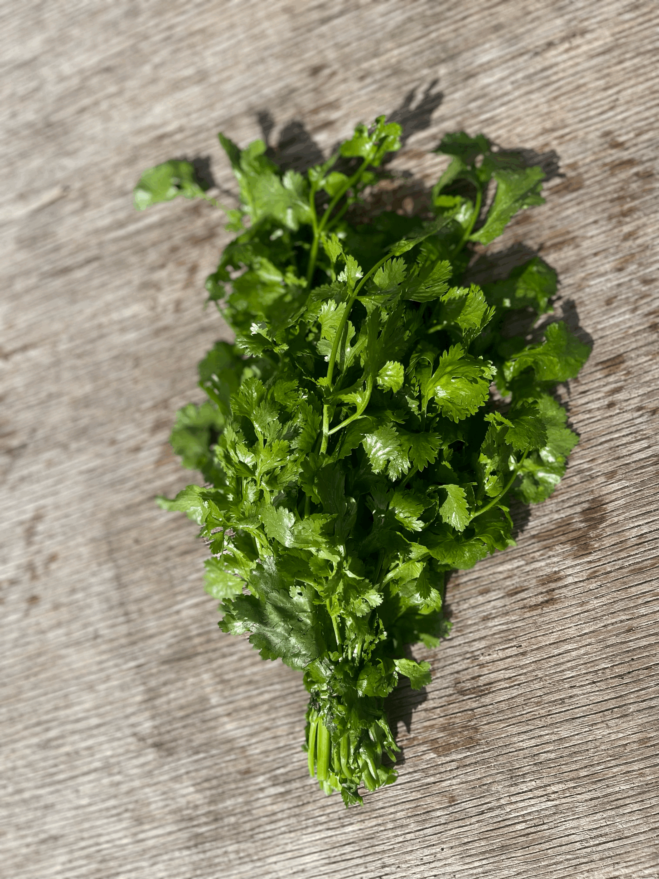Cilantro