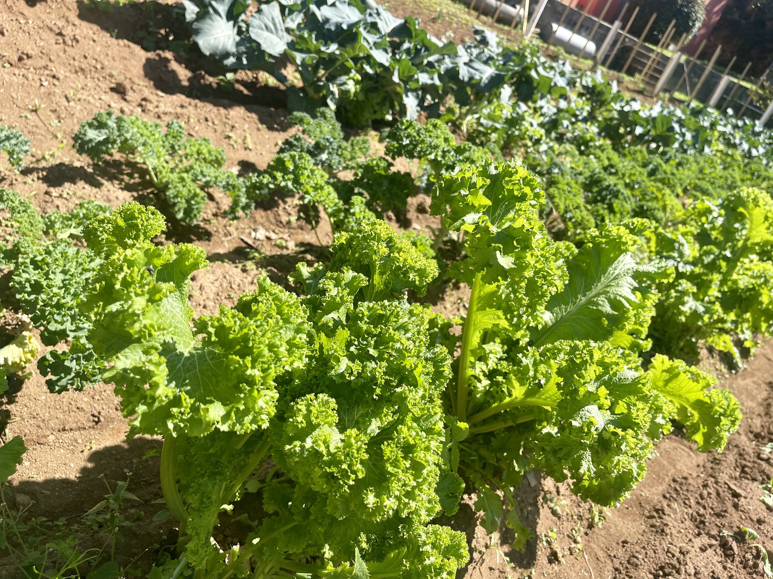 Mustard Greens