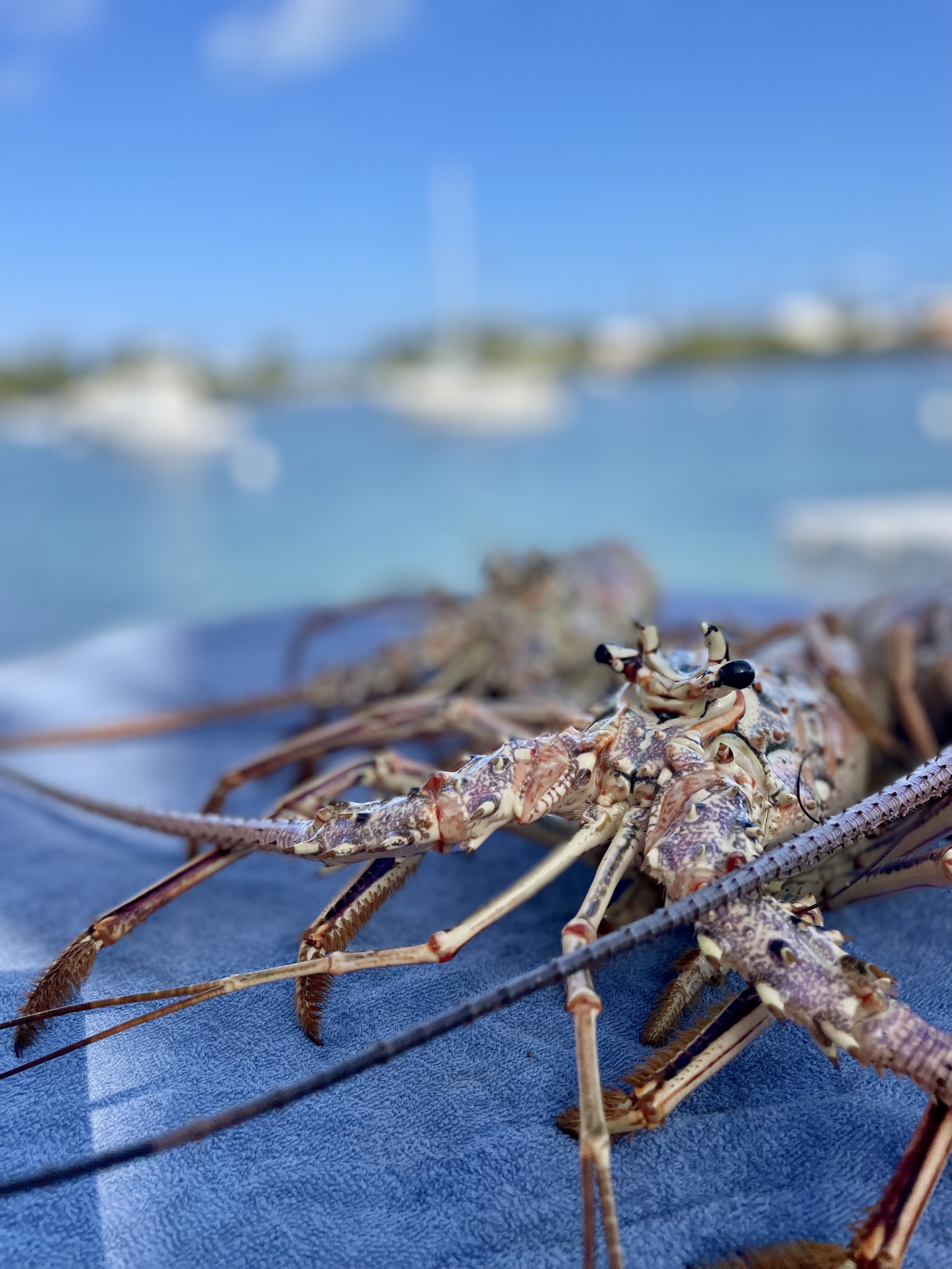 Spiny Lobster