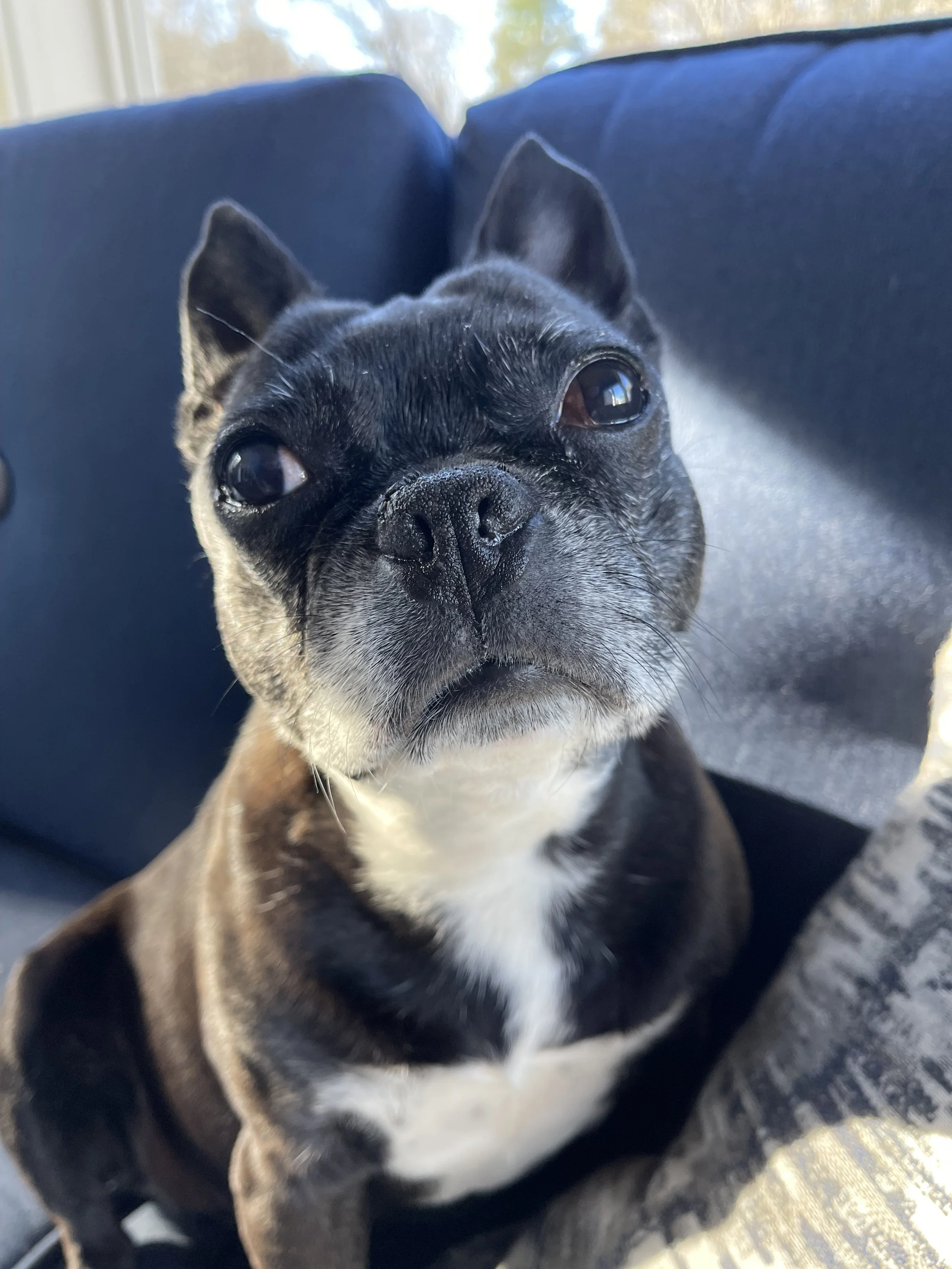 Boston terrier 