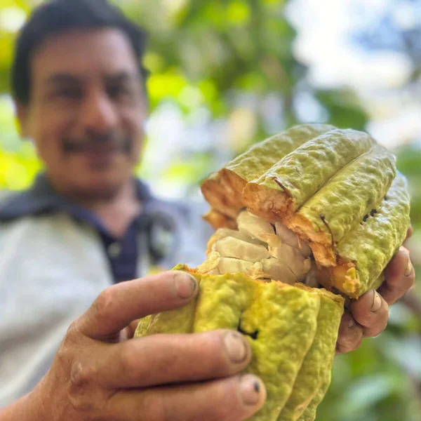 cacao-pod.webp
