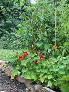 nasturiumc in garden.jpg
