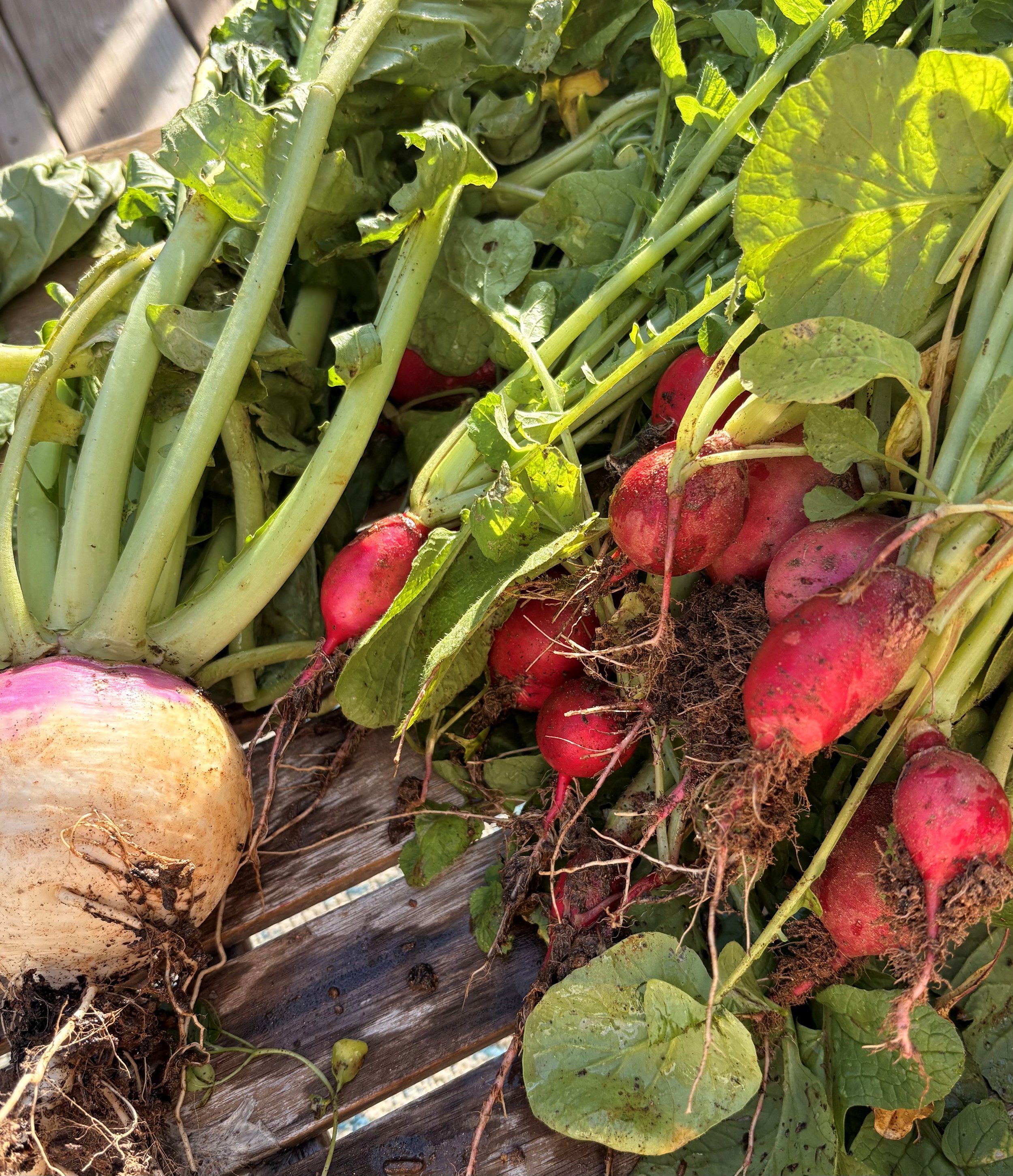 radish 1.jpg