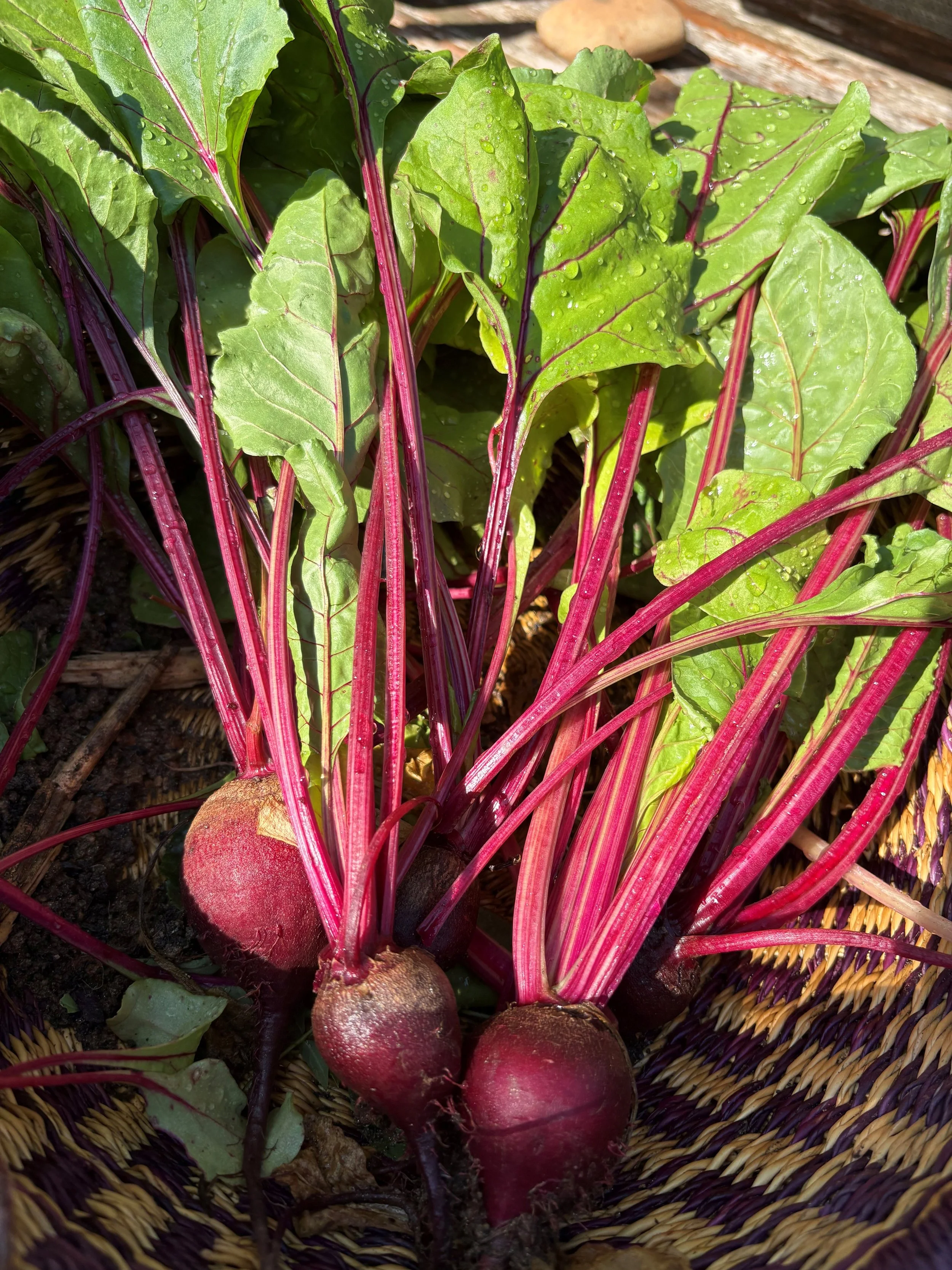 beets 1.jpg