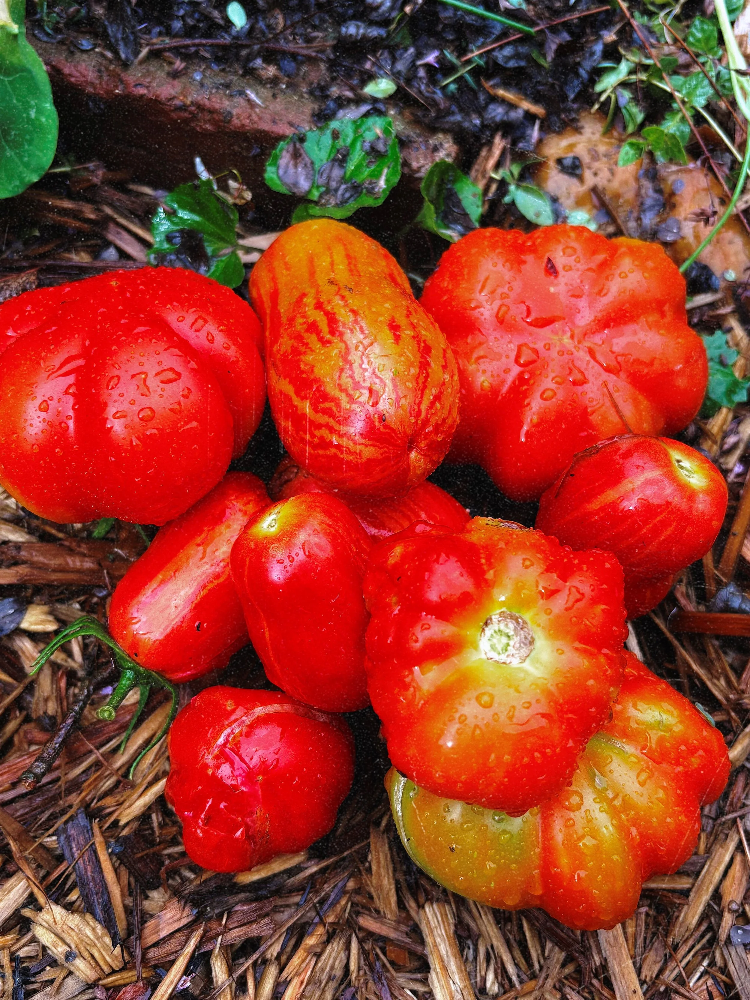 tomatoes.jpg