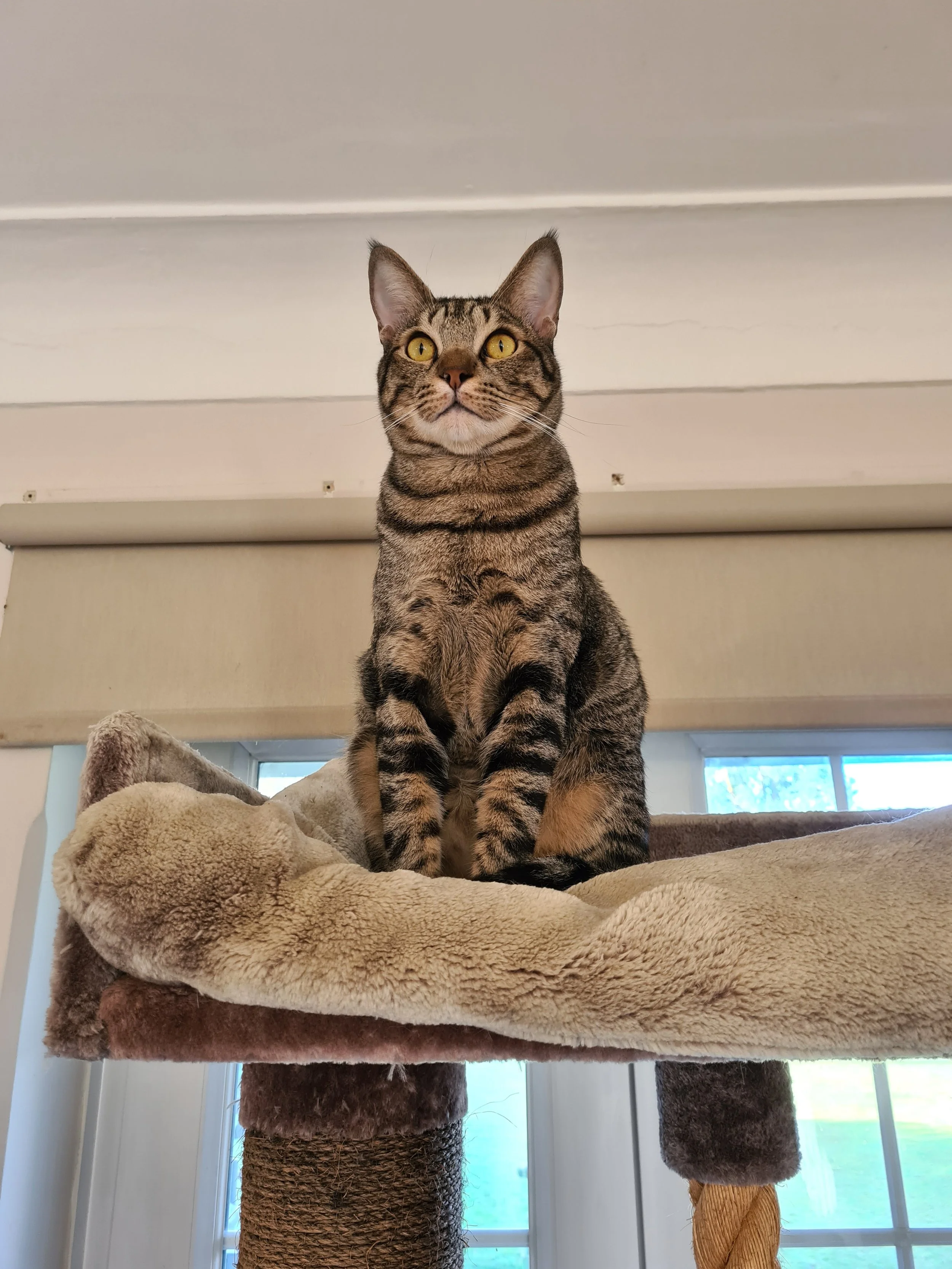 Close portrait of Sparta, an Arabian Mau street cat rescued in the Middle East.