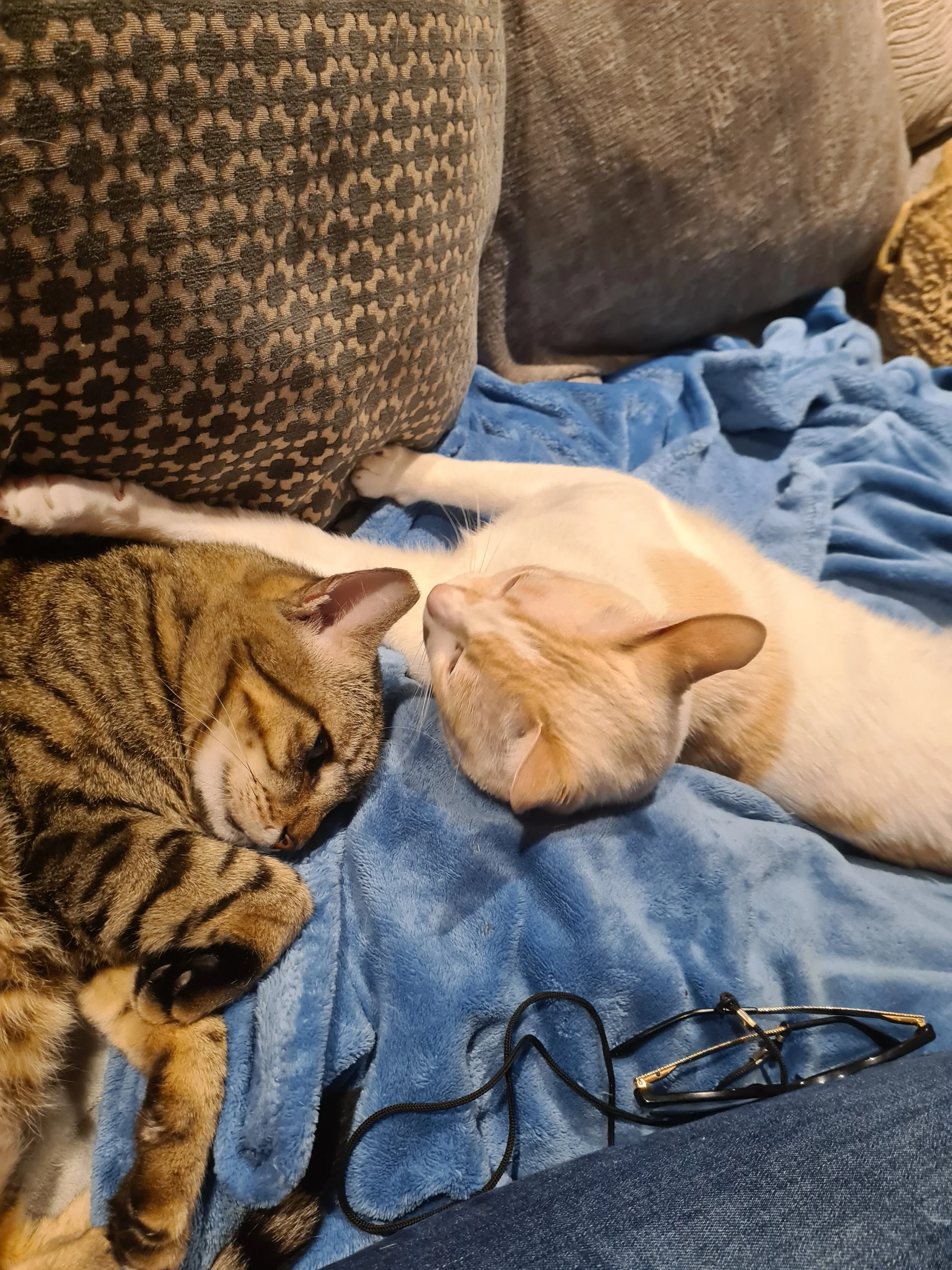 Sleeping cat symbolising peace, safety, and the calm trust formed after rescue.