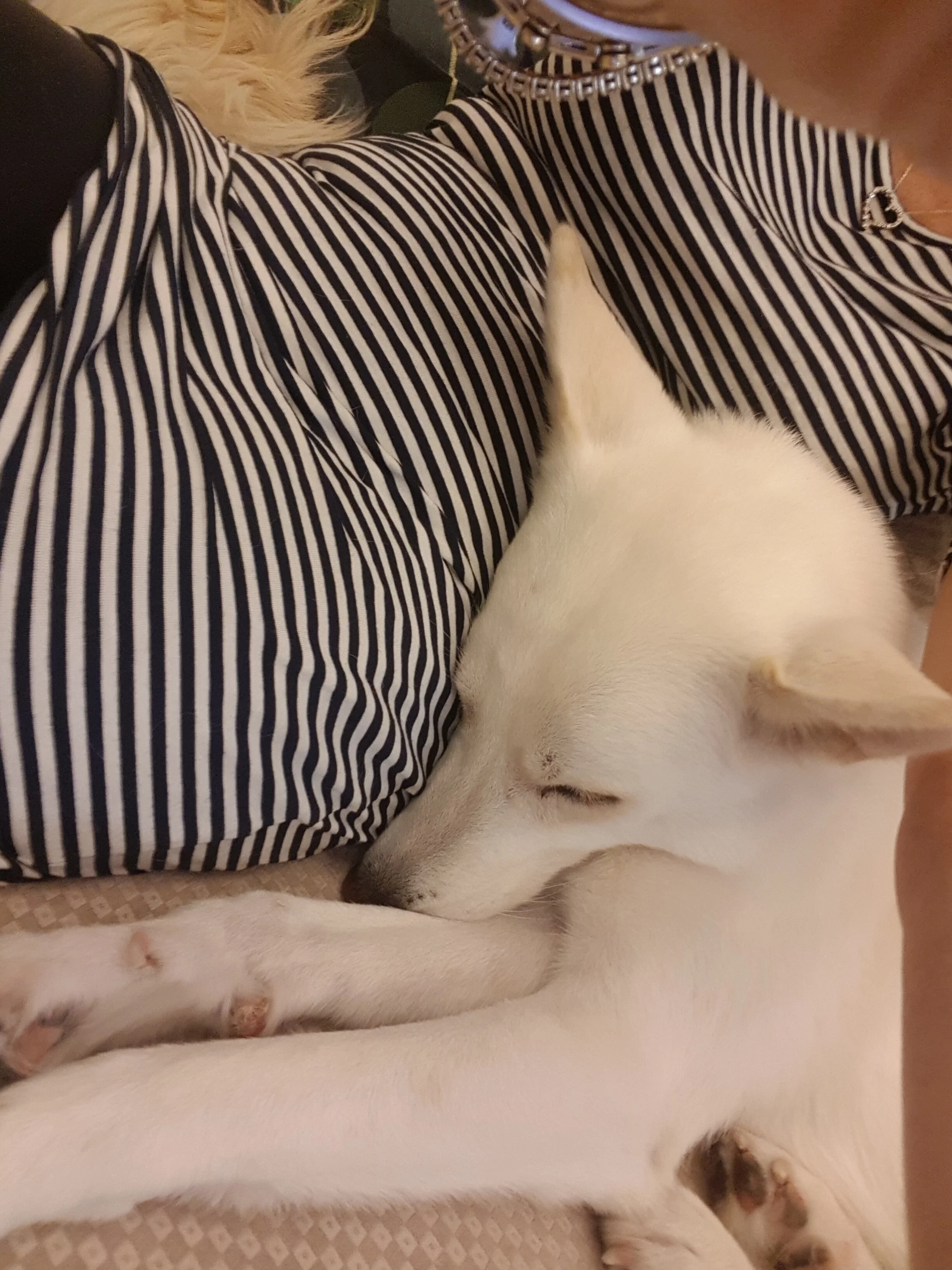 A husky puppy who was rescued from abuse curled up with Debbie