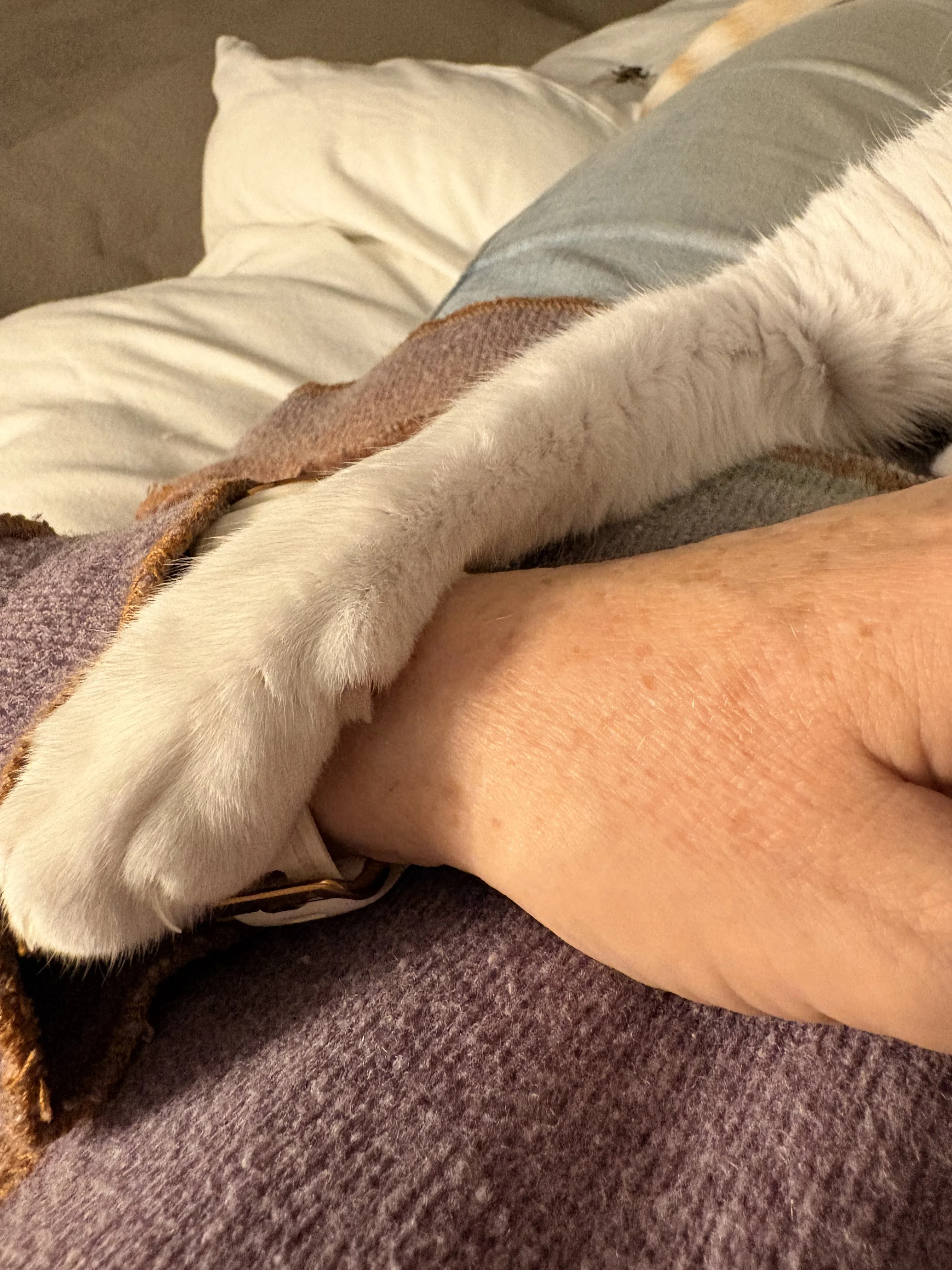 What Rescue Animals Teach Us About Love and Loyalty