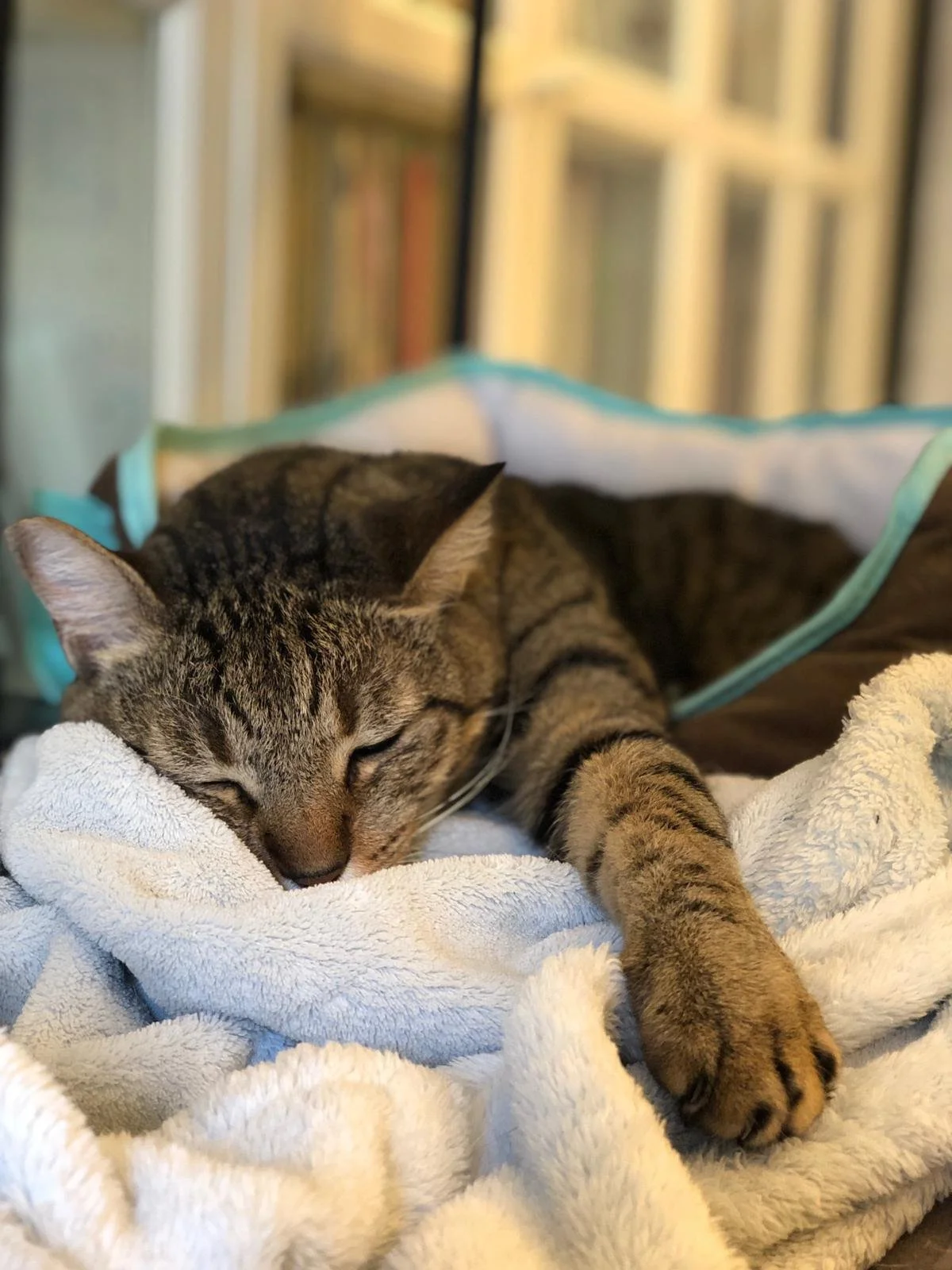 When Mittens Chose Safety, The Cat I Rescued From The Flood