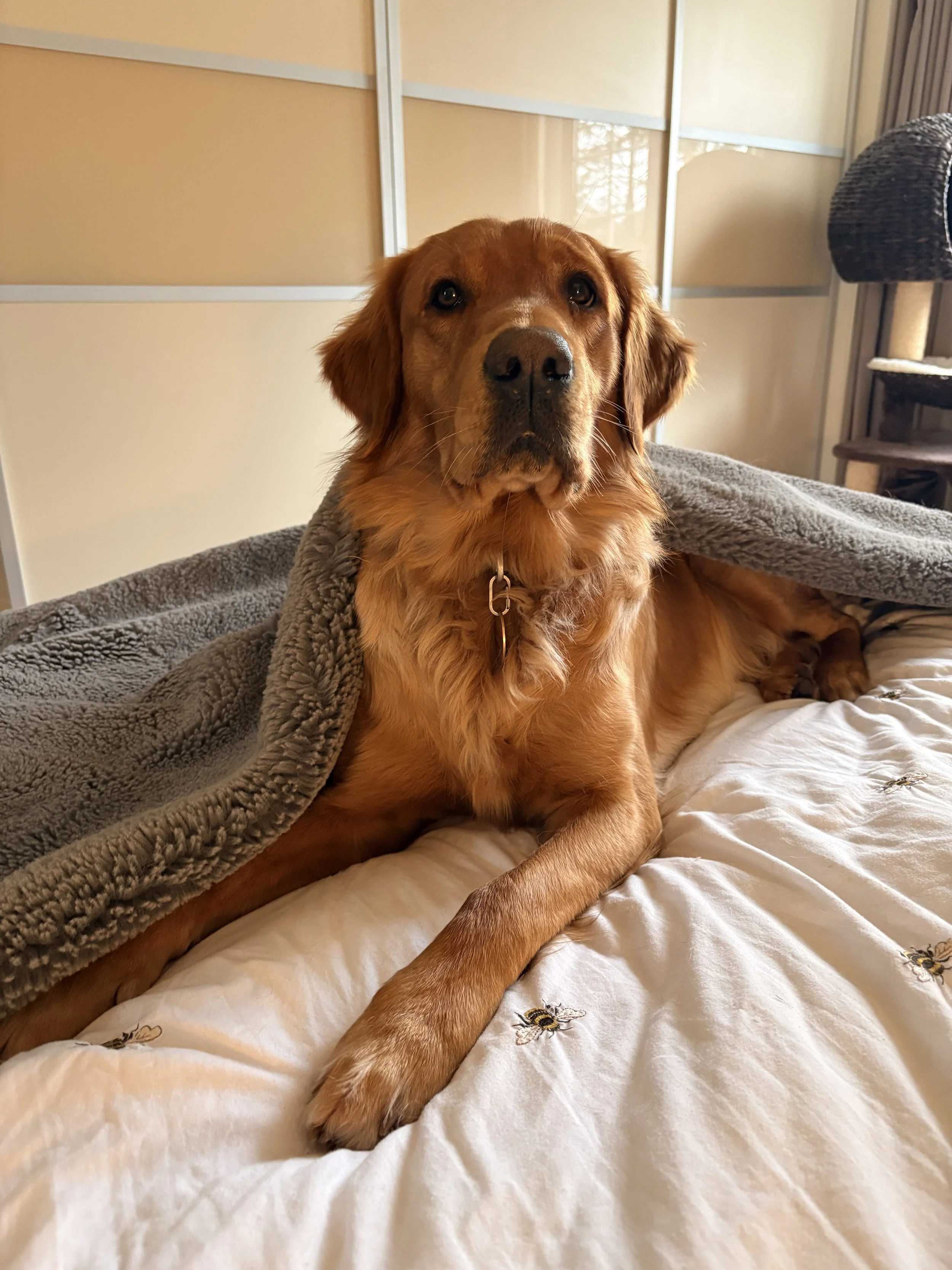 The Spiritual Meaning of Dogs