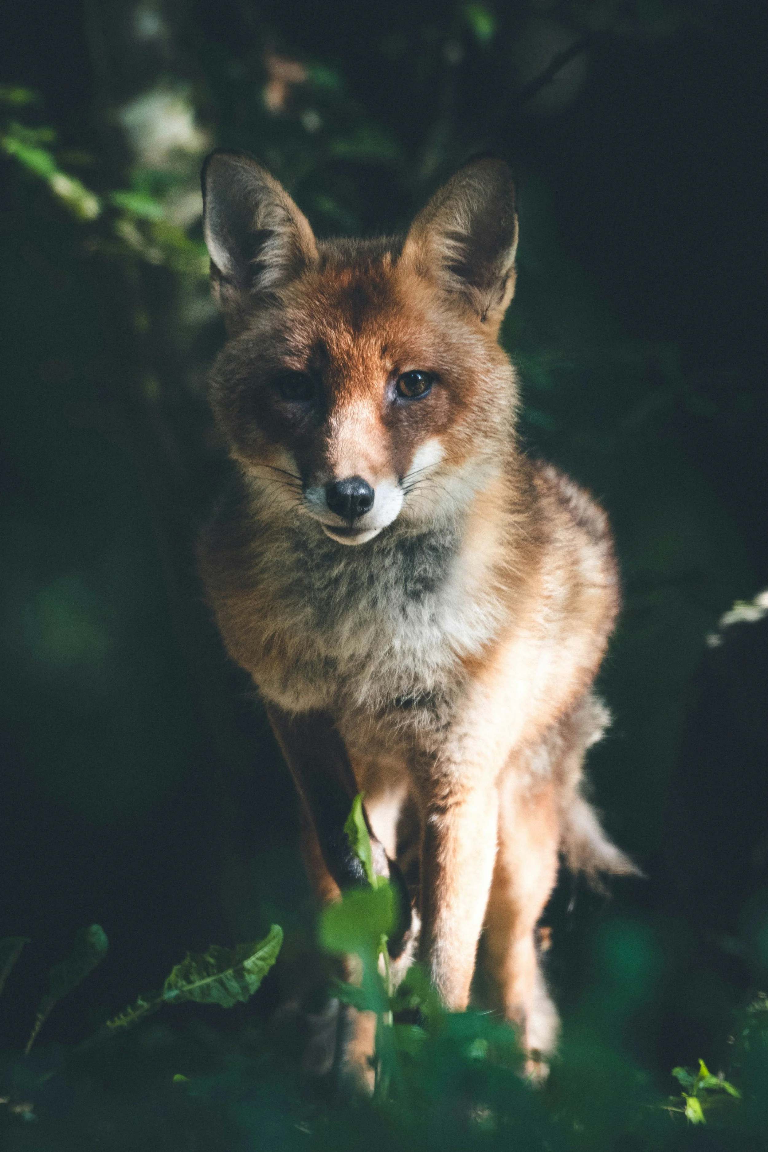 The Spiritual Meaning of Seeing a Fox