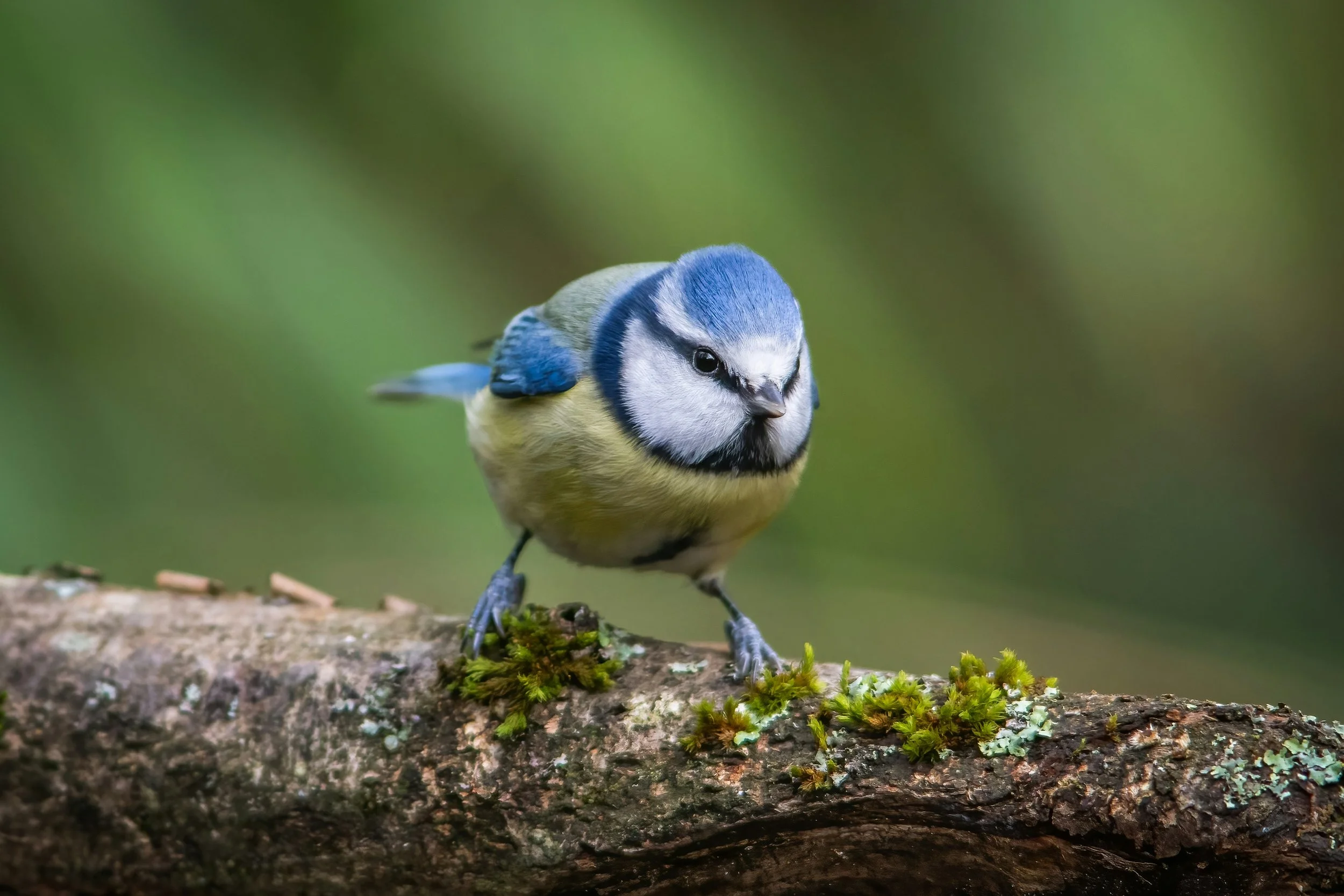 The Spiritual Meaning of Birds