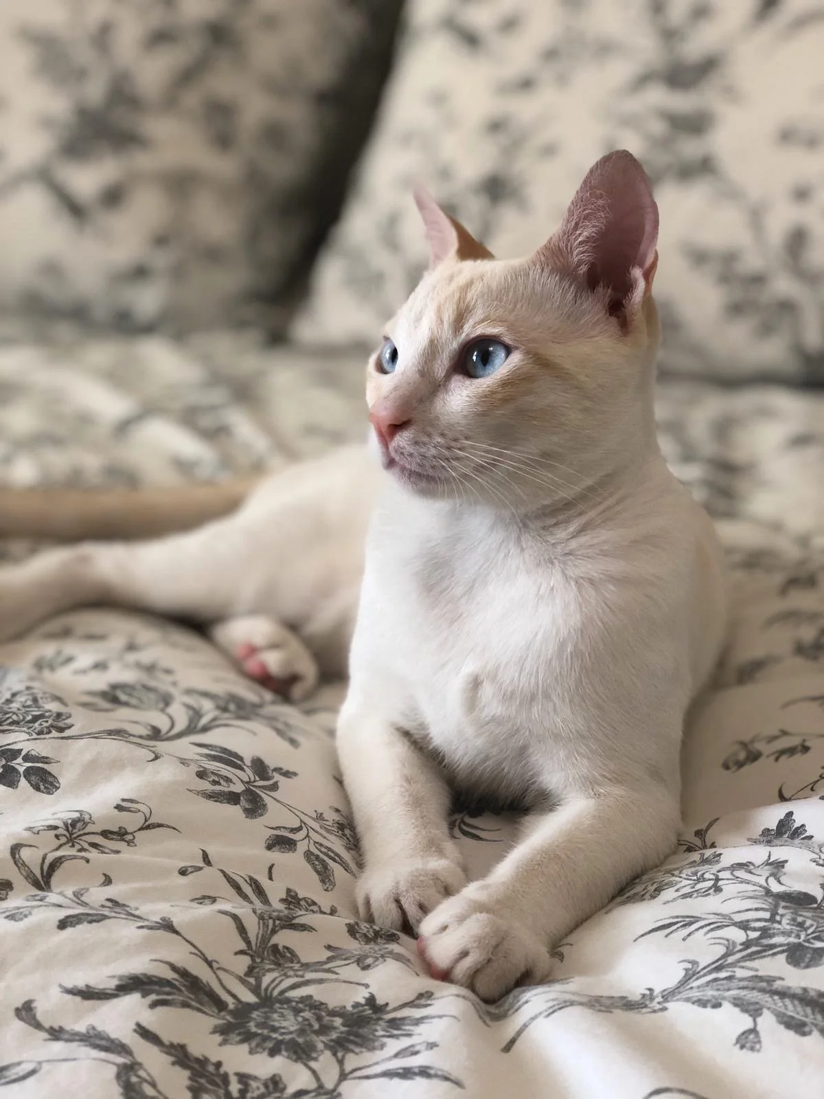 The Spiritual Meaning of Cats