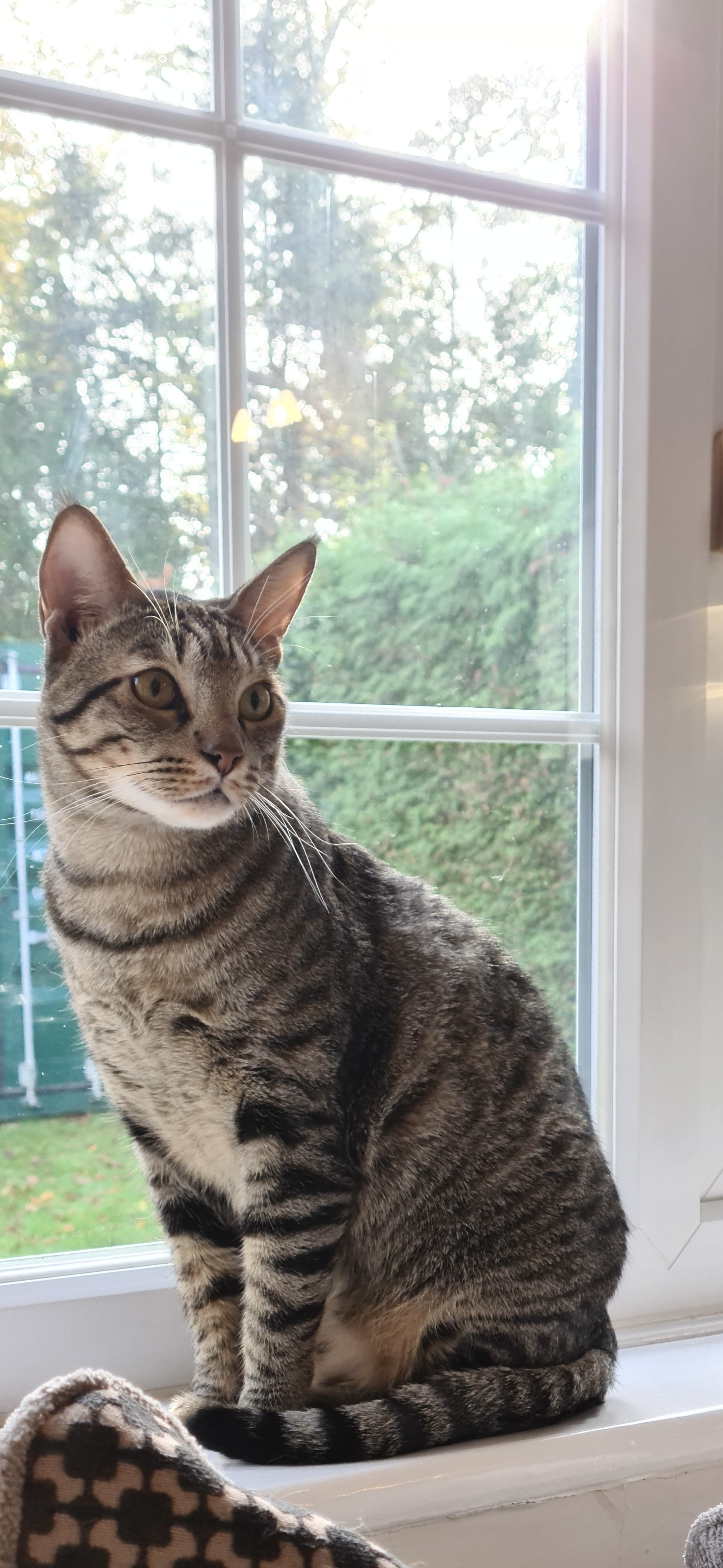The Cat Who Stood Between Me and the Dog