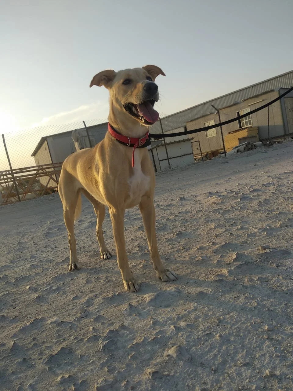 The Dog Who Stayed