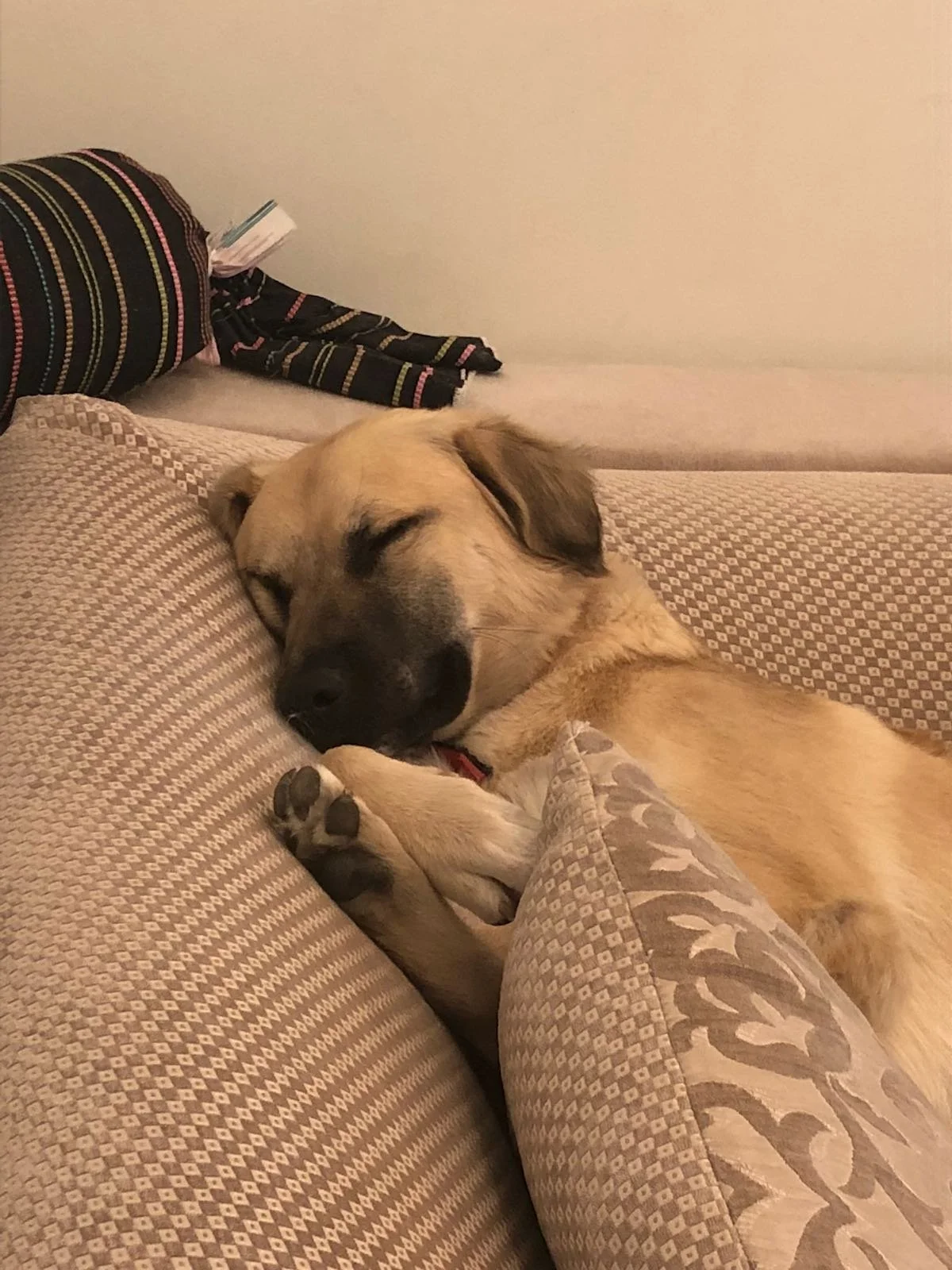 The Pain of Losing a Pet: Saying Goodbye to Chance