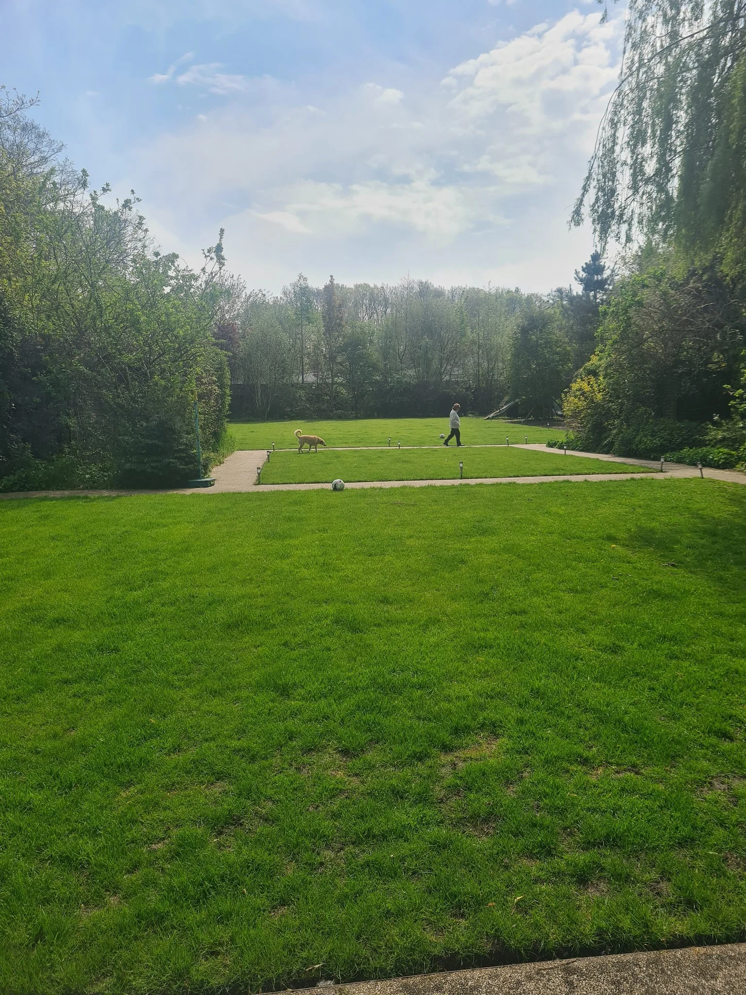 a dog walking slowly behind my Mum in the garden