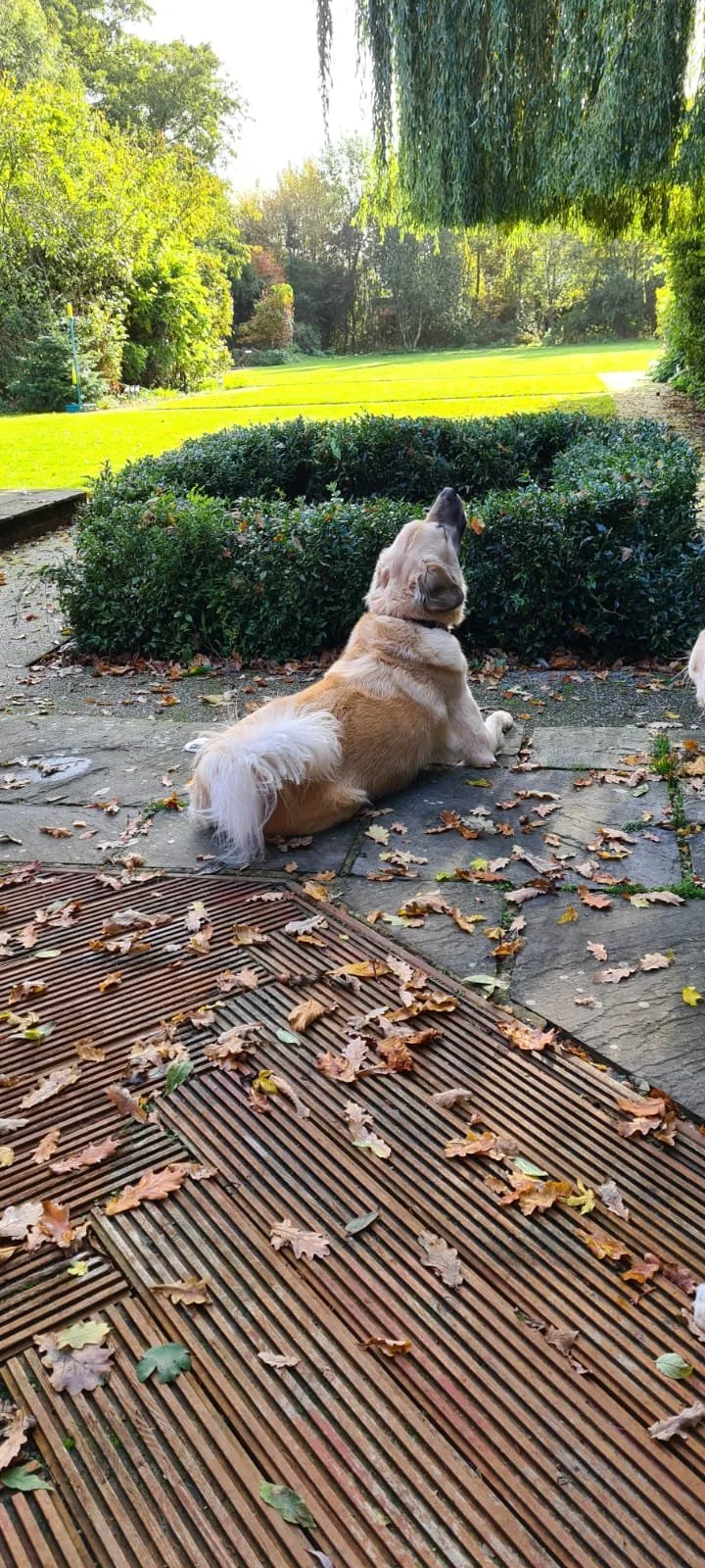 Chance, the Anatolian Shepherd, howling at noises he can hear