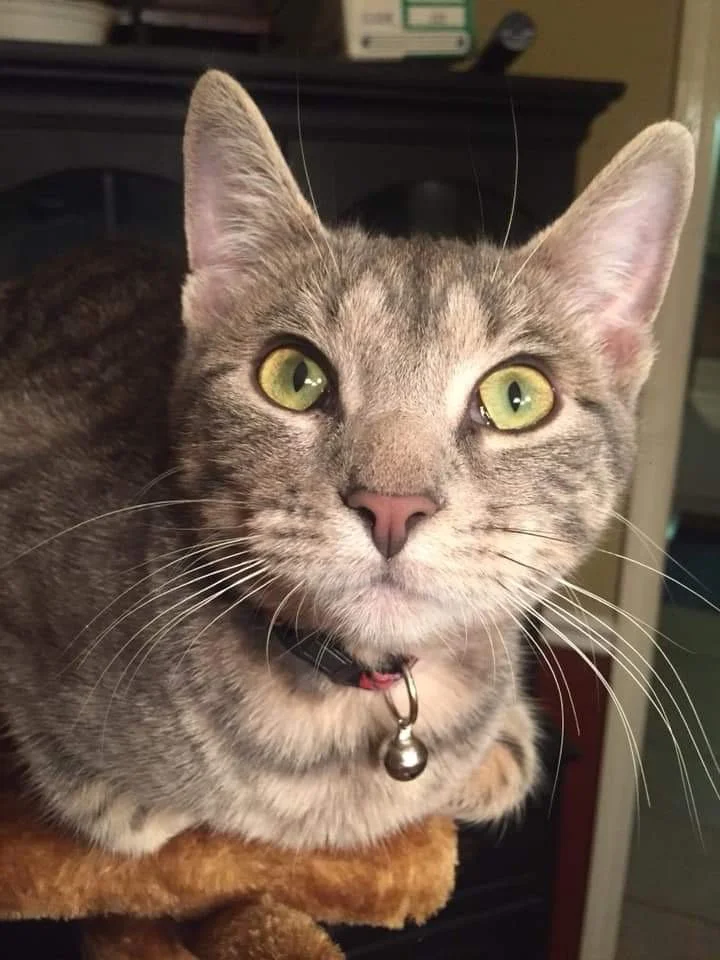 Cat in soft light representing intuition and quiet awareness within the God’s Rope series