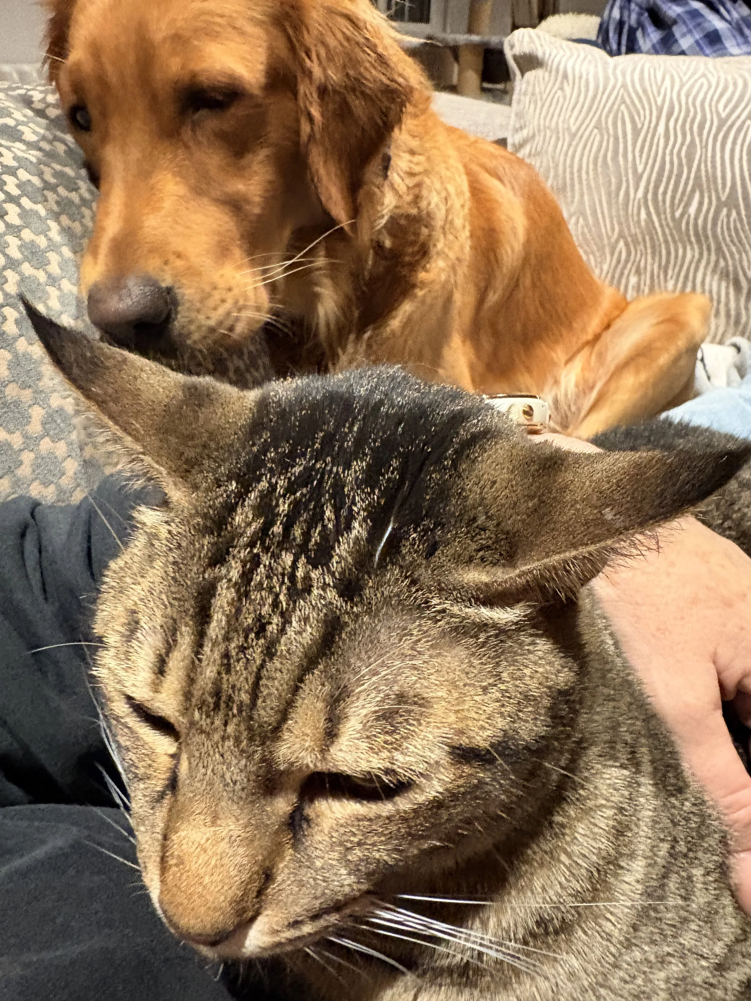 Rescue cat having a quiet moment on her rescuers lap