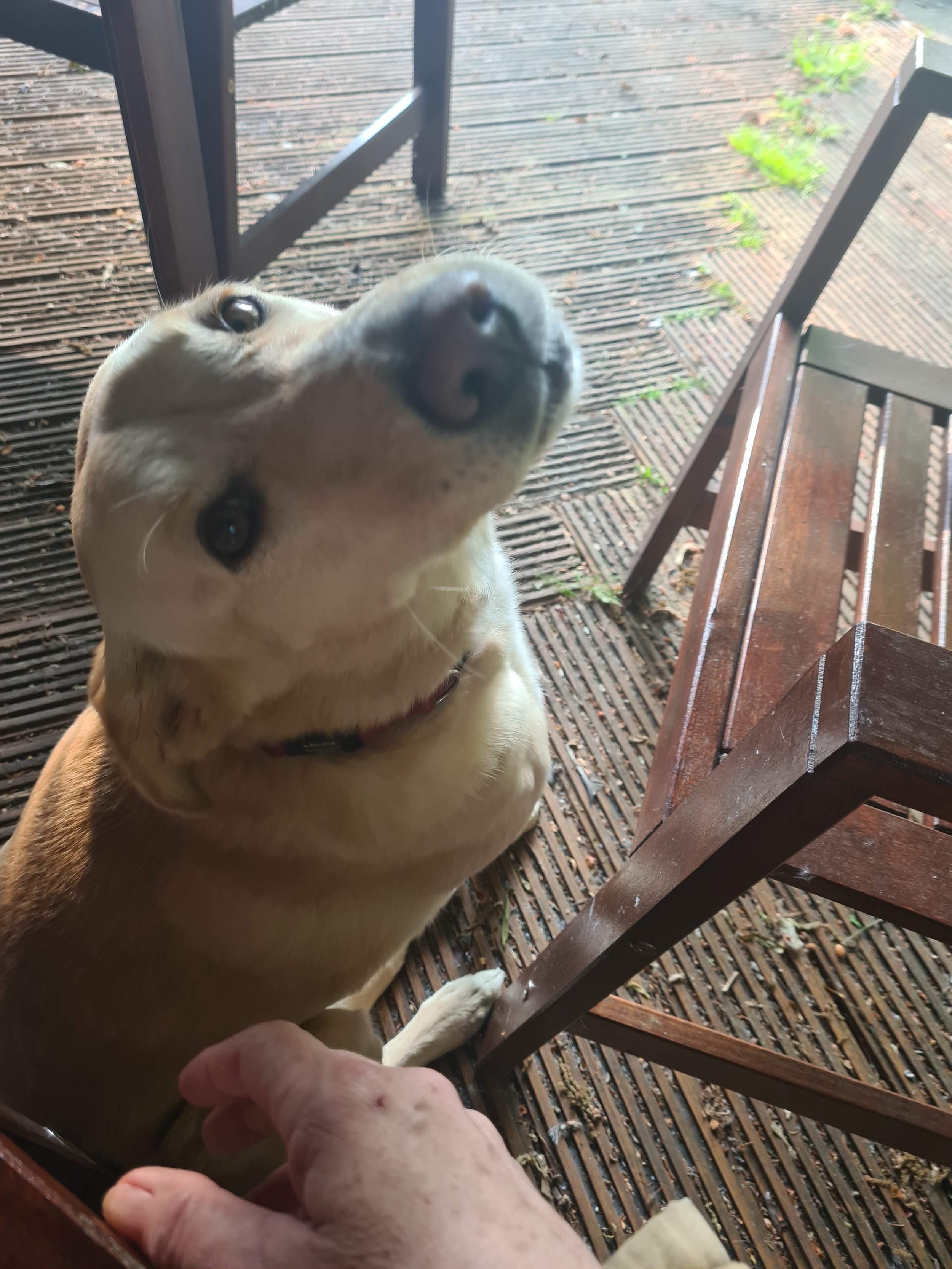 A dog looking at its owner sweetly