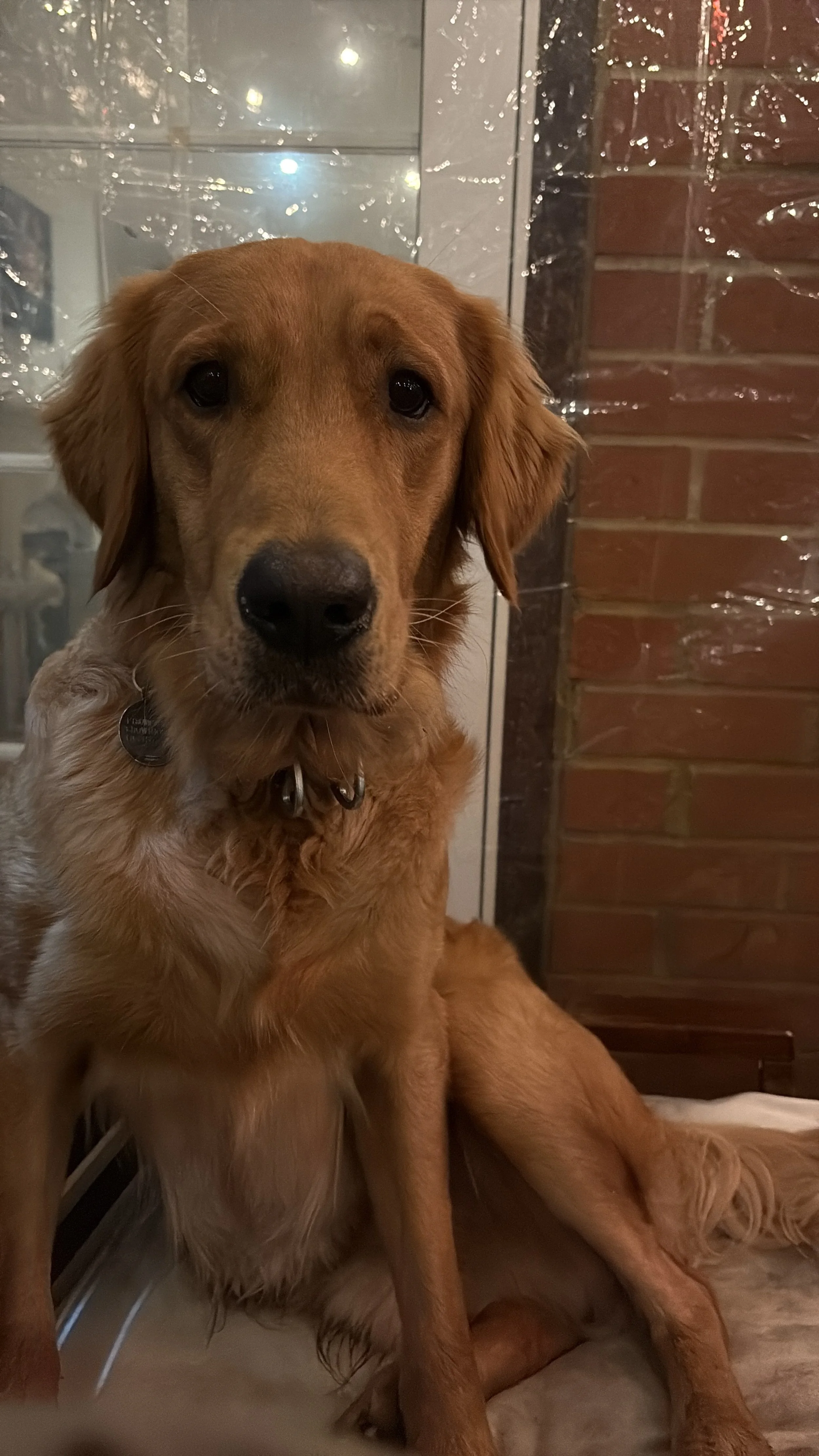 Golden Retriever puppy named Apollo sitting happily outdoors.