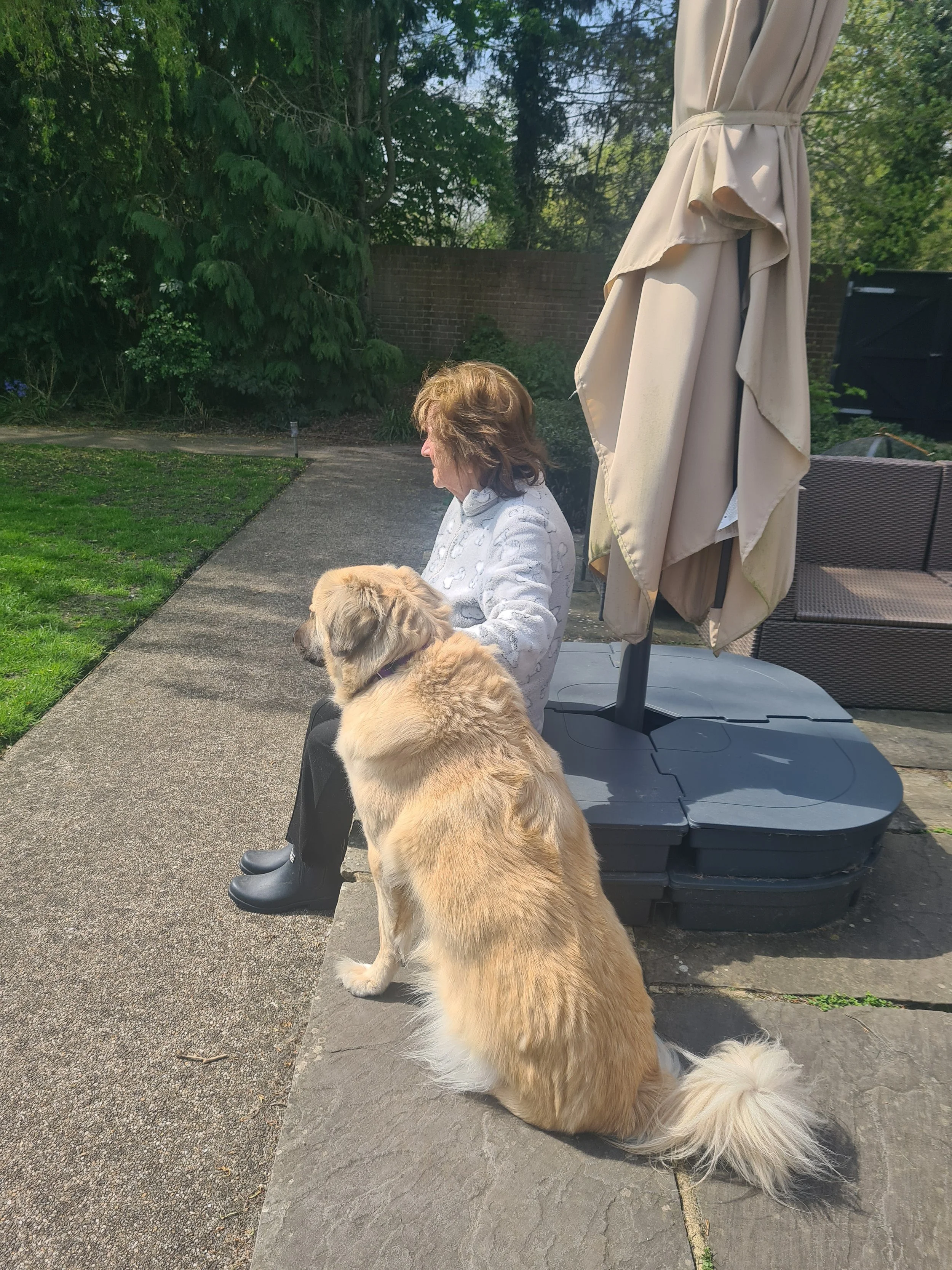 Chance the Anatolian Shepherd dog, sitting beside my dying Mother