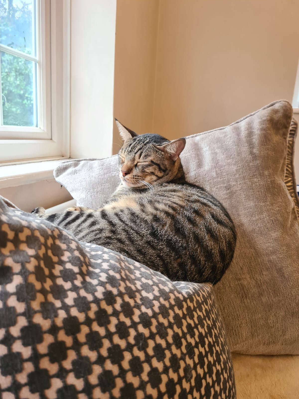 Sparta the rescue cat after being brought from the Middle East to England in 2020.