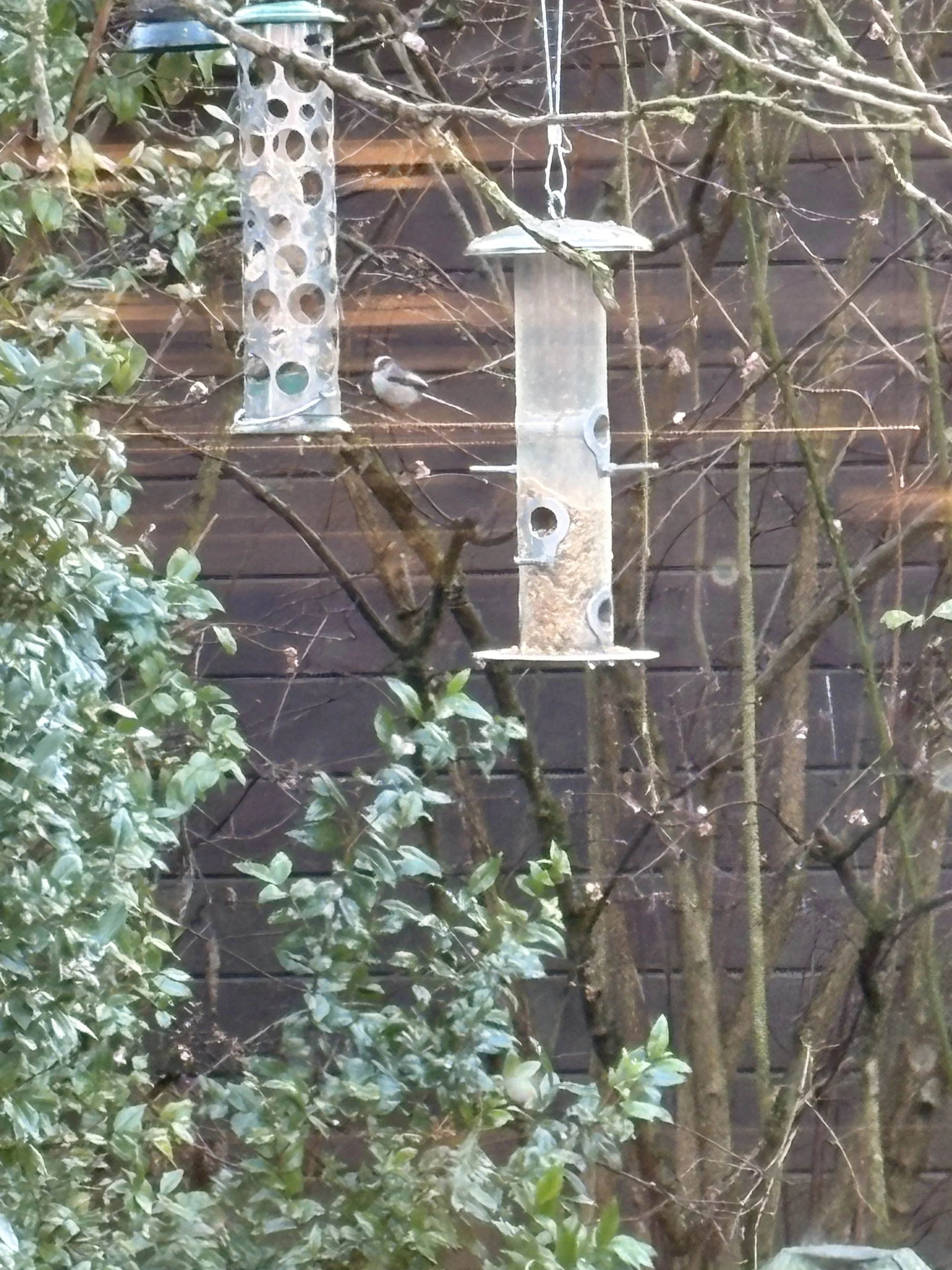 A Long-Tailed Tit perched on feeder in soft morning light, symbolising birds as spiritual messengers.