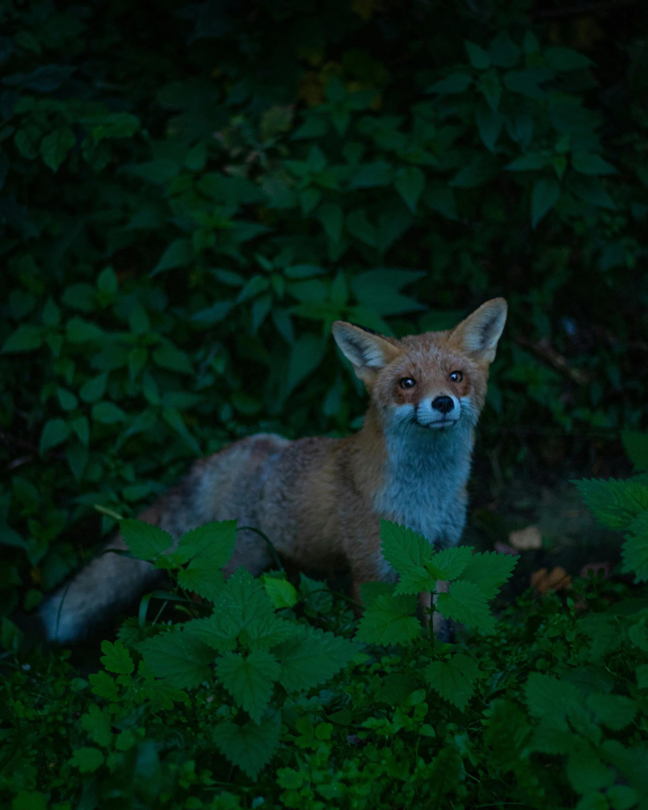 Fox partially hidden in woodland representing perception and observation